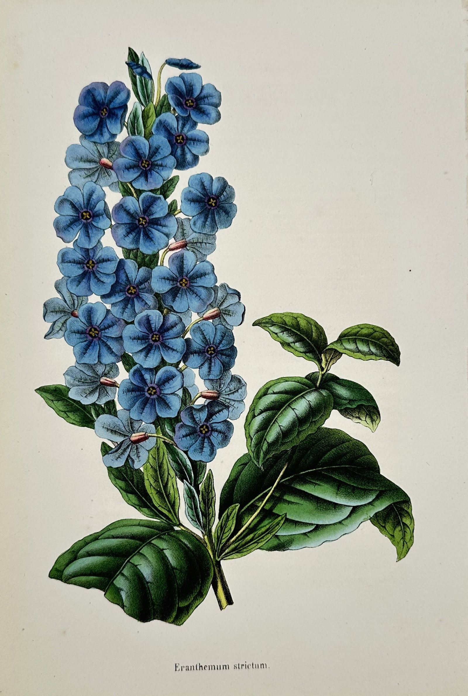 Guillaume Severeyns – Upright Eranthemum – Lithograph (19th Century): "Eranthemum strictum" This botanical study illustrates a dense spike of vibrant blue blossoms set against lush broad green leaves. Published in Belgium, the work documents exotic flowering plant speci