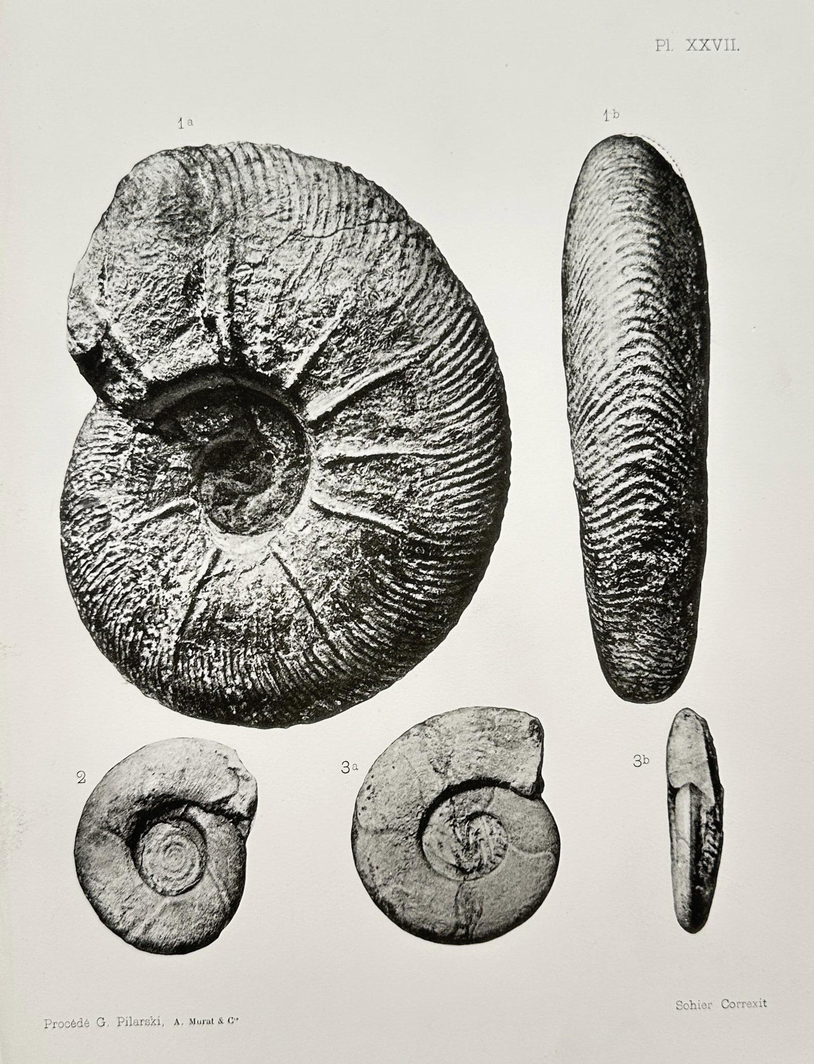 Albert de Grossouvre – Ammonite Fossil Specimens – Lithograph (1894) (1 of 2)