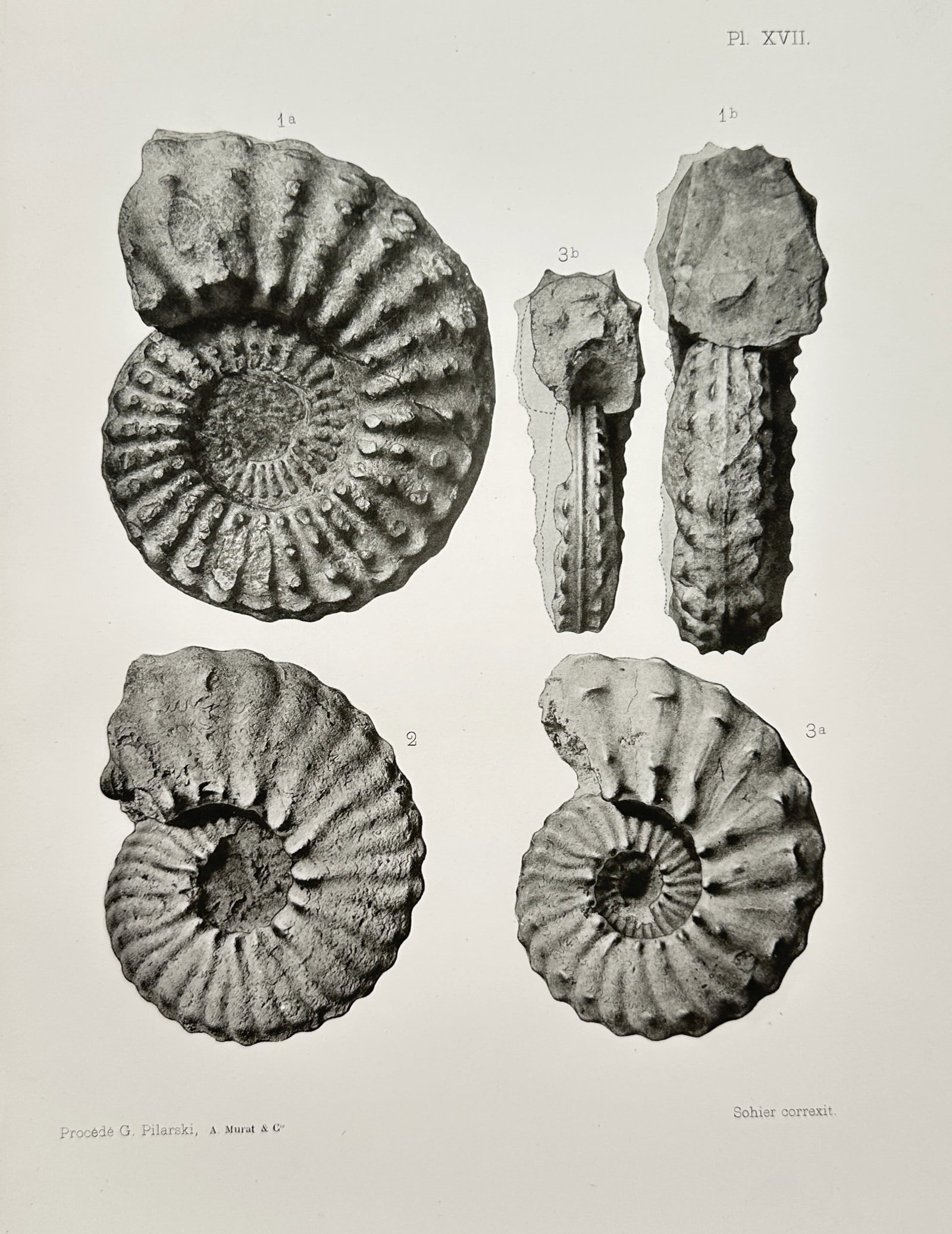 Albert de Grossouvre – Cephalopod Fossil Studies – Lithograph (1894) (1 of 2)