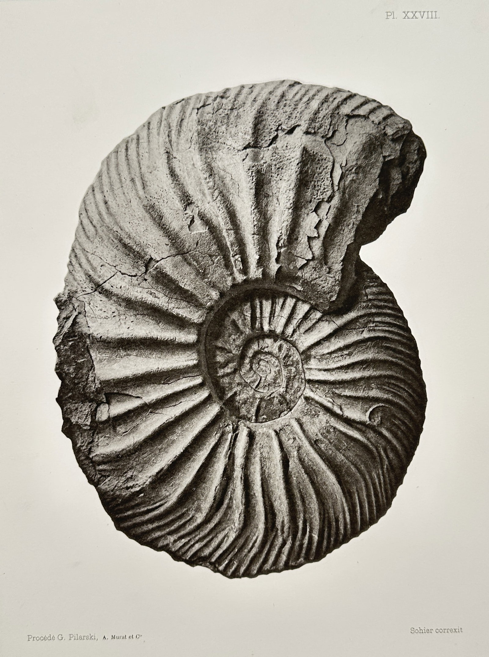 Albert de Grossouvre – Large Coiled Ammonite Fossil – Lithograph (1894) (1 of 2)