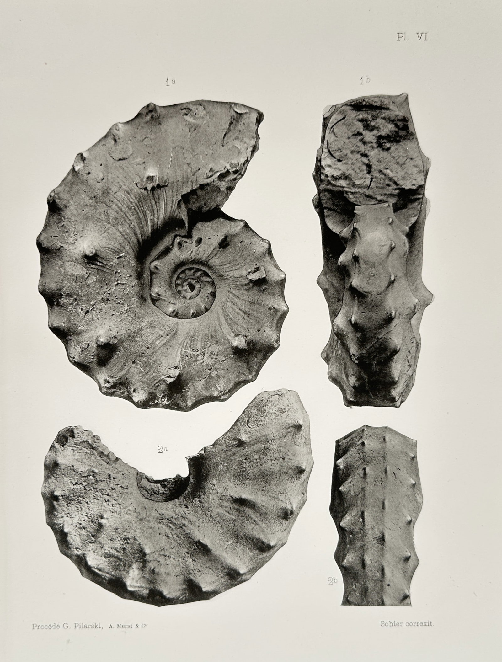 Albert de Grossouvre – Spined Ammonite Fossil Specimens – Lithograph (1894) (1 of 2)