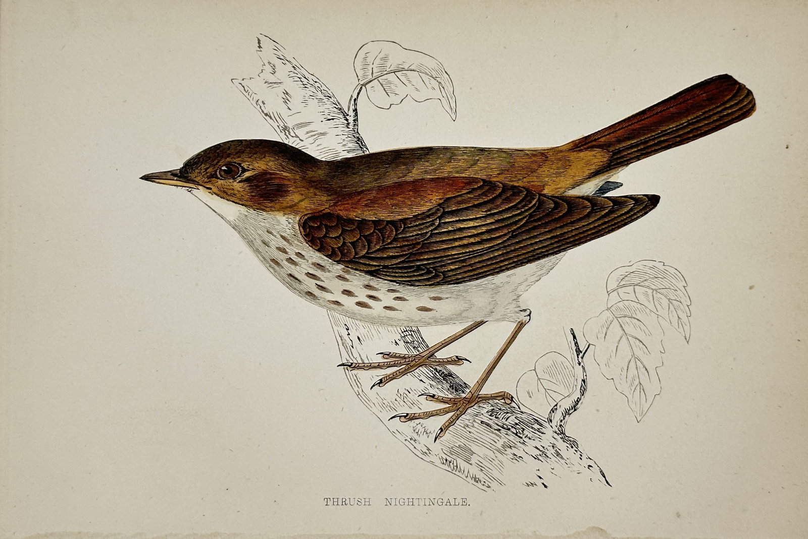 Francis Orpen Morris – Thrush Nightingale – Wood Engraving (19th Century) (1 of 2)