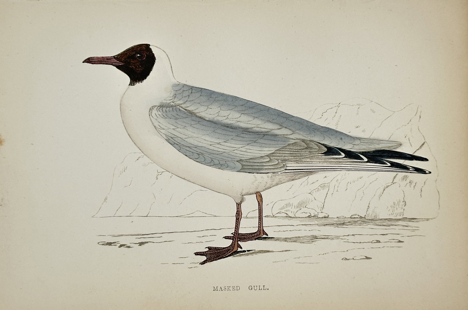 Francis Orpen Morris – Masked Gull – Wood Engraving (19th Century): "Masked Gull" This ornithological study illustrates a black-headed gull standing upon a coastal shore with light plumage and webbed feet. Published in London, the work documents European bird species 