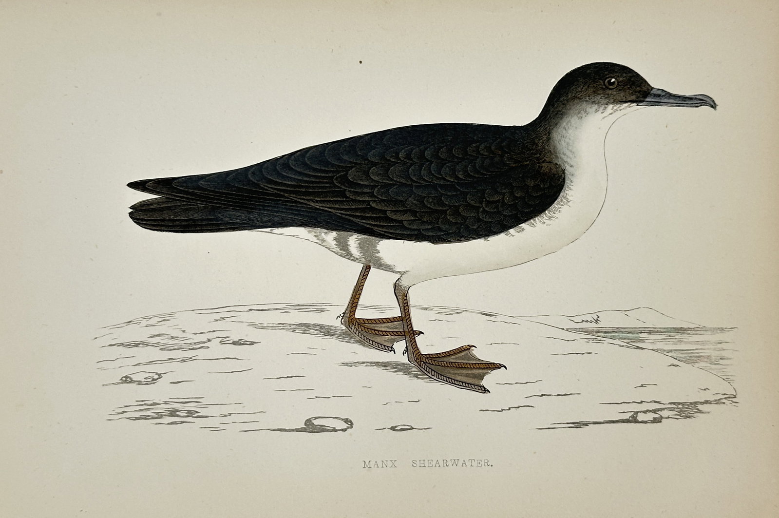 Francis Orpen Morris – Manx Shearwater – Wood Engraving (19th Century): "Manx Shearwater" This ornithological study illustrates a dark-backed shearwater with white underparts standing upon a rocky coastal shore. Published in London, the work documents European seabird spe