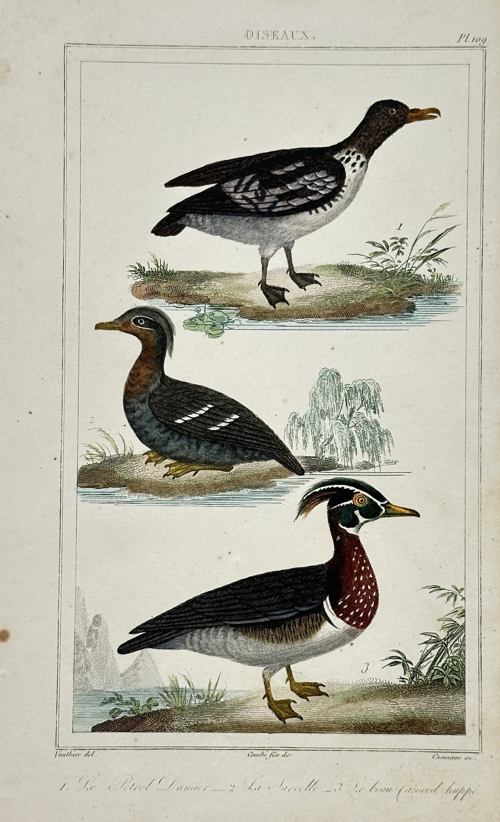 Georges-Louis Leclerc de Buffon – Waterfowl and Seabirds – Engraving (18th Century) (1 of 2)