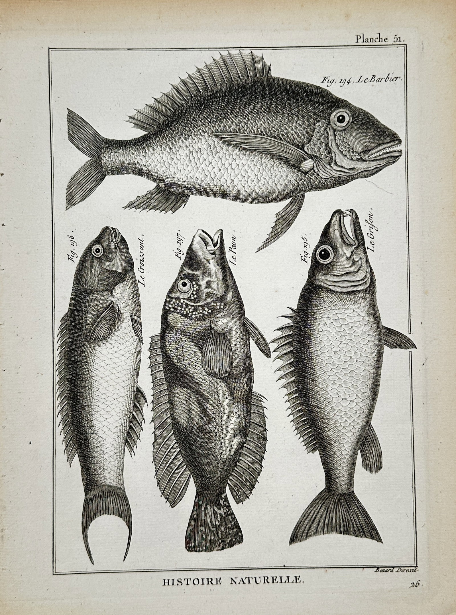 Robert Bénard – Ichthyological Studies of Marine Fish Species – Engraving (18th Century) (1 of 2)