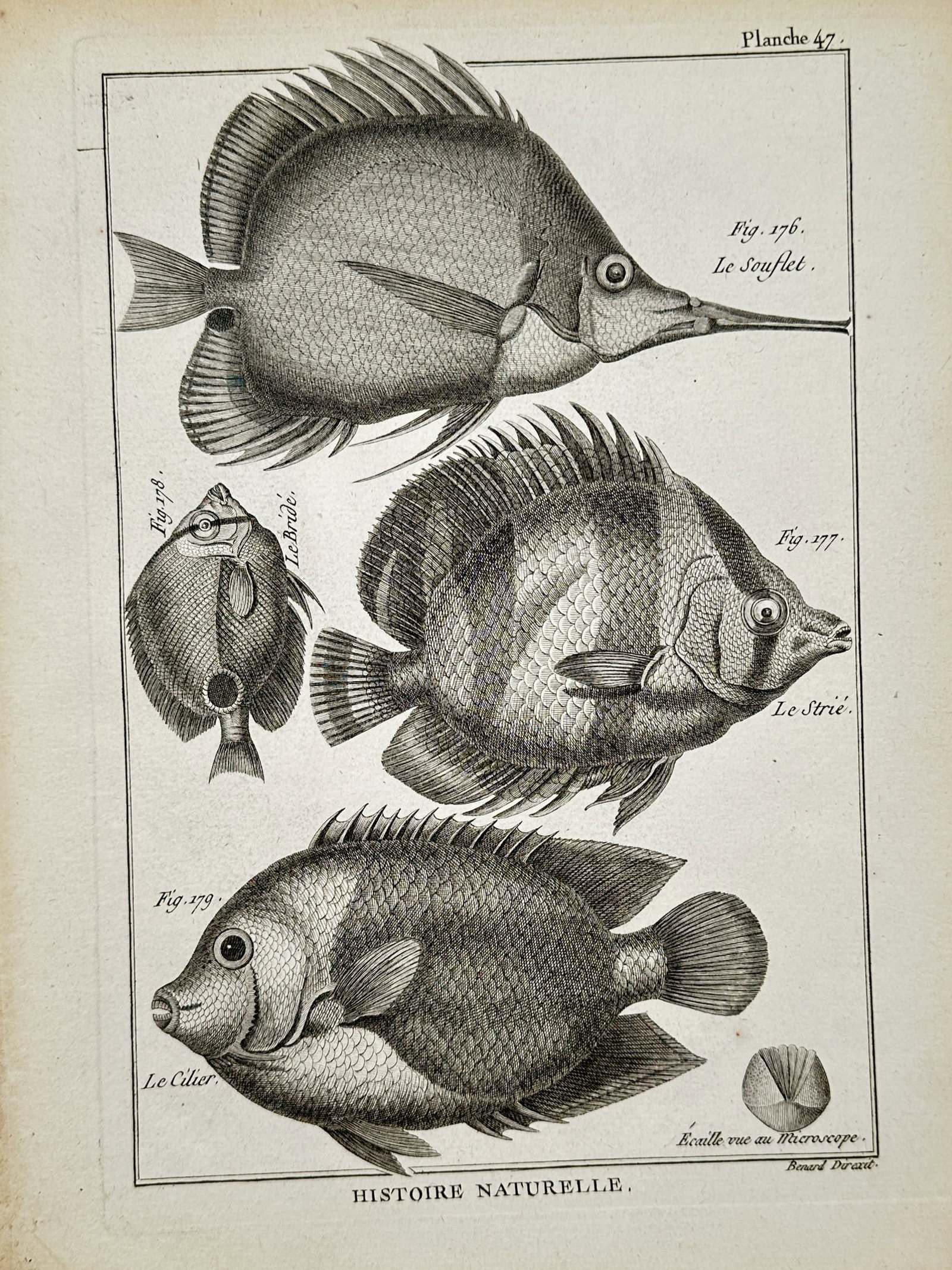 Robert Bénard – Anatomical Studies of Exotic Fish Species – Engraving (18th Century): "Histoire Naturelle" This natural history print depicts several distinct species of exotic fish alongside a microscopic scale view, rendered with fine anatomical details of fins, snouts, and scales. P