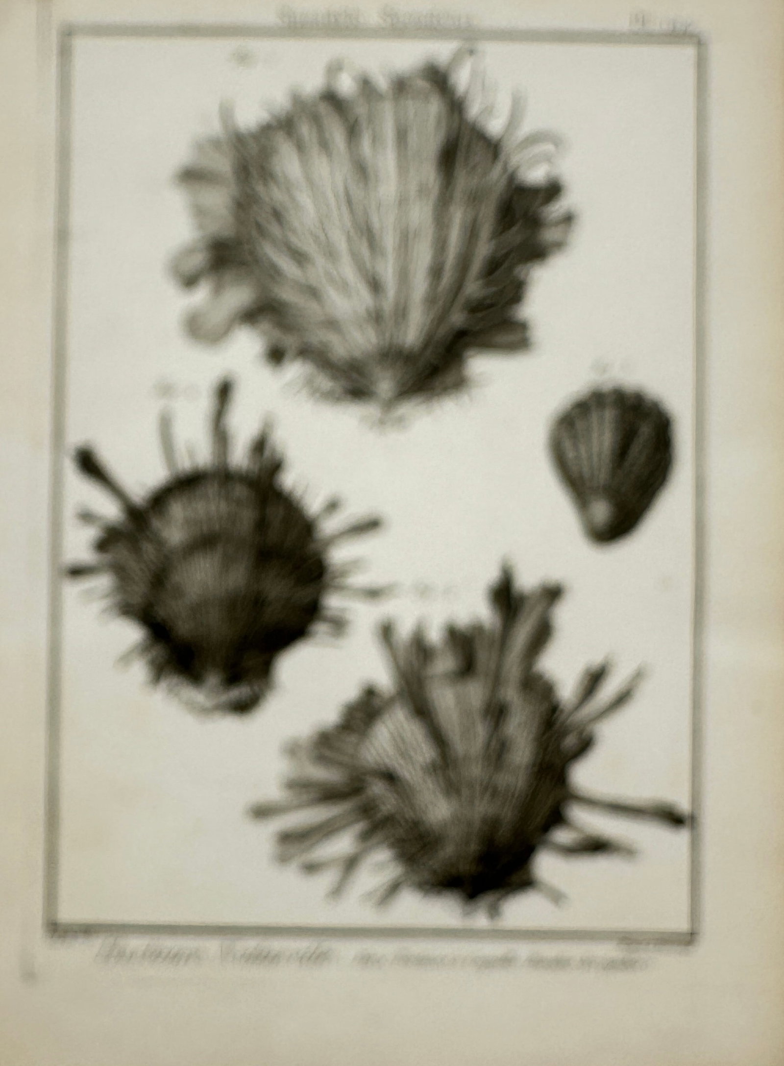 Robert Bénard – Conchological Studies of Spiny Shells – Engraving (18th Century) (1 of 2)