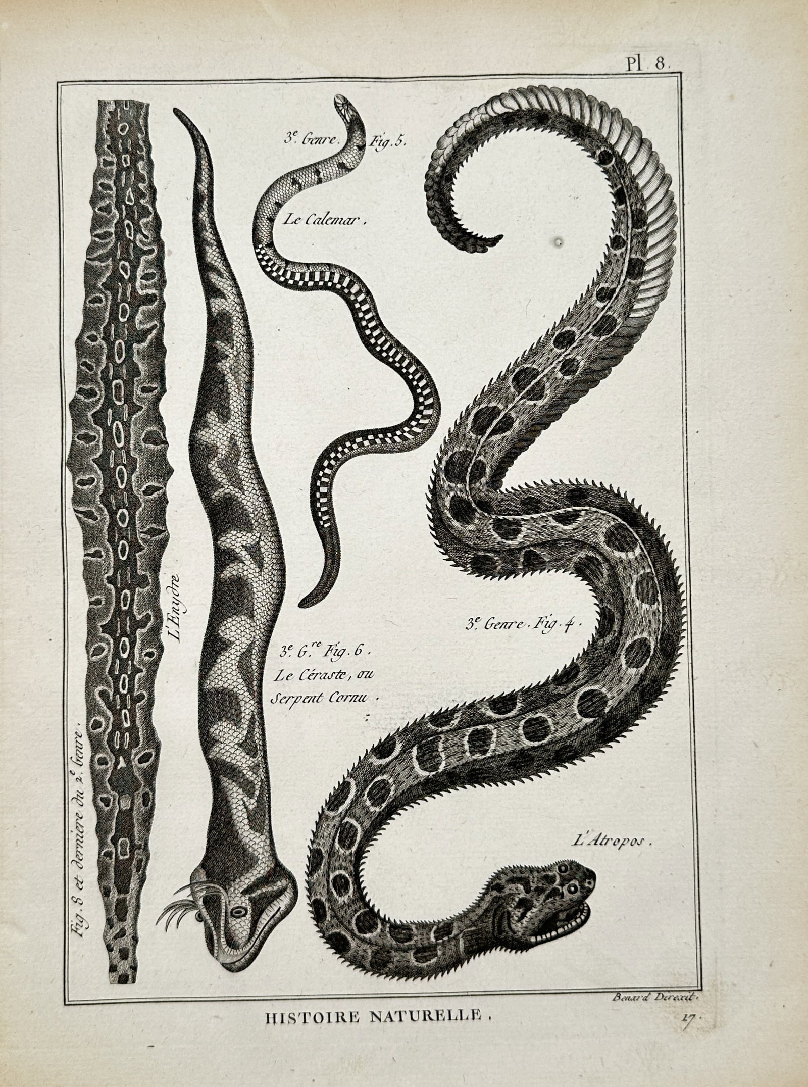 Robert Bénard – Herpetological Studies of Serpent Species – Engraving (18th Century): "Histoire Naturelle" This natural history print depicts several distinct species of serpents showing intricate scale patterns, coiled bodies, and horned anatomical details. Published in Paris as part 