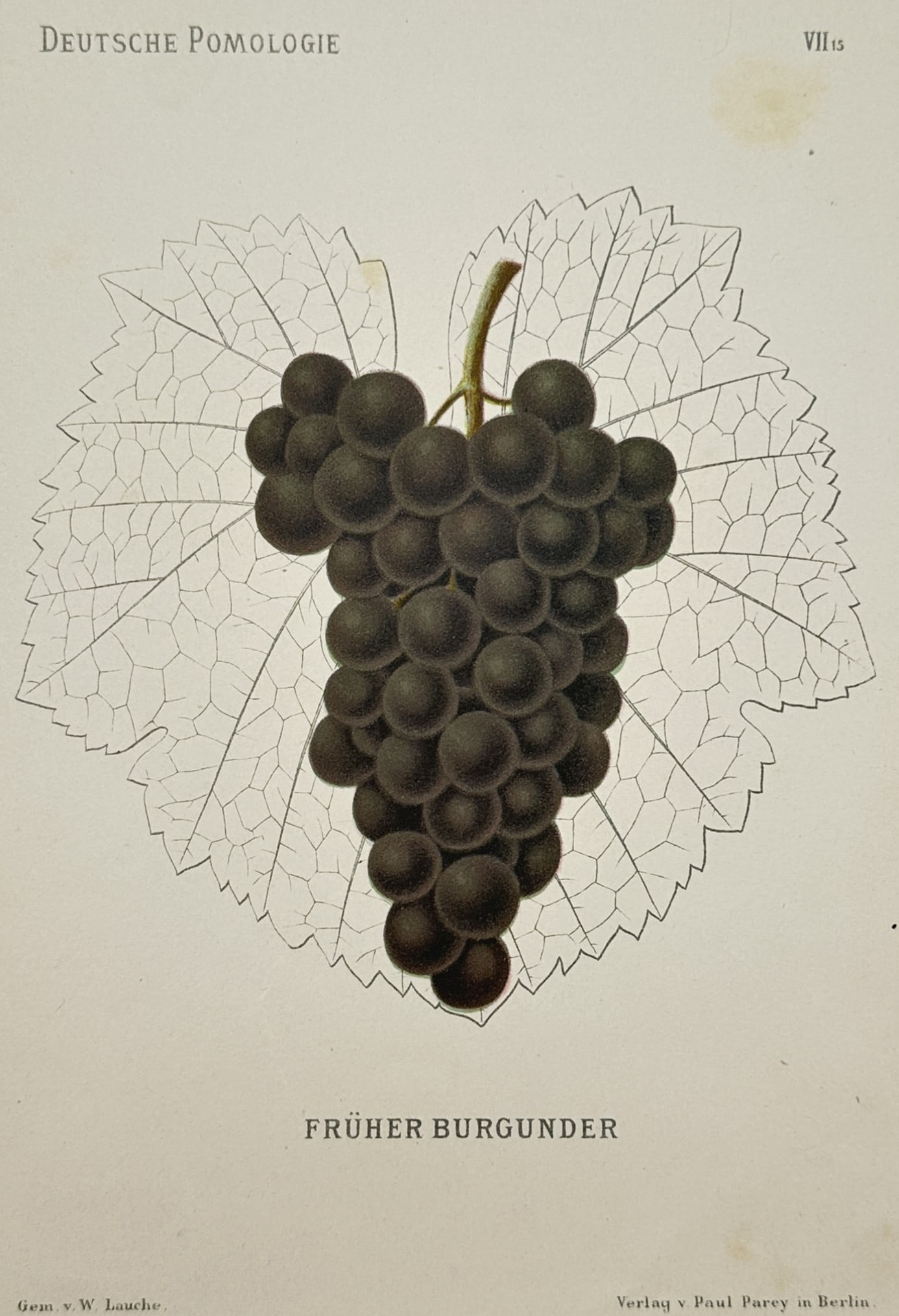 Wilhelm Lauche – Früher Burgunder Grape Cultivar – Lithograph (19th Century) (1 of 2)