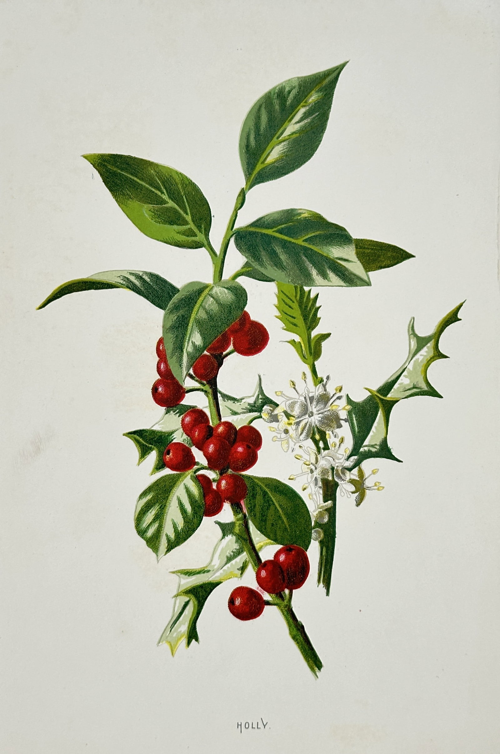 Frederick Edward Hulme – Holly (Ilex aquifolium) – Chromolithograph (19th Century): "Holly" This botanical study illustrates a sprig of common holly featuring glossy green leaves, small white blossoms, and clusters of vibrant red berries. Published in London by Cassell & Company as p