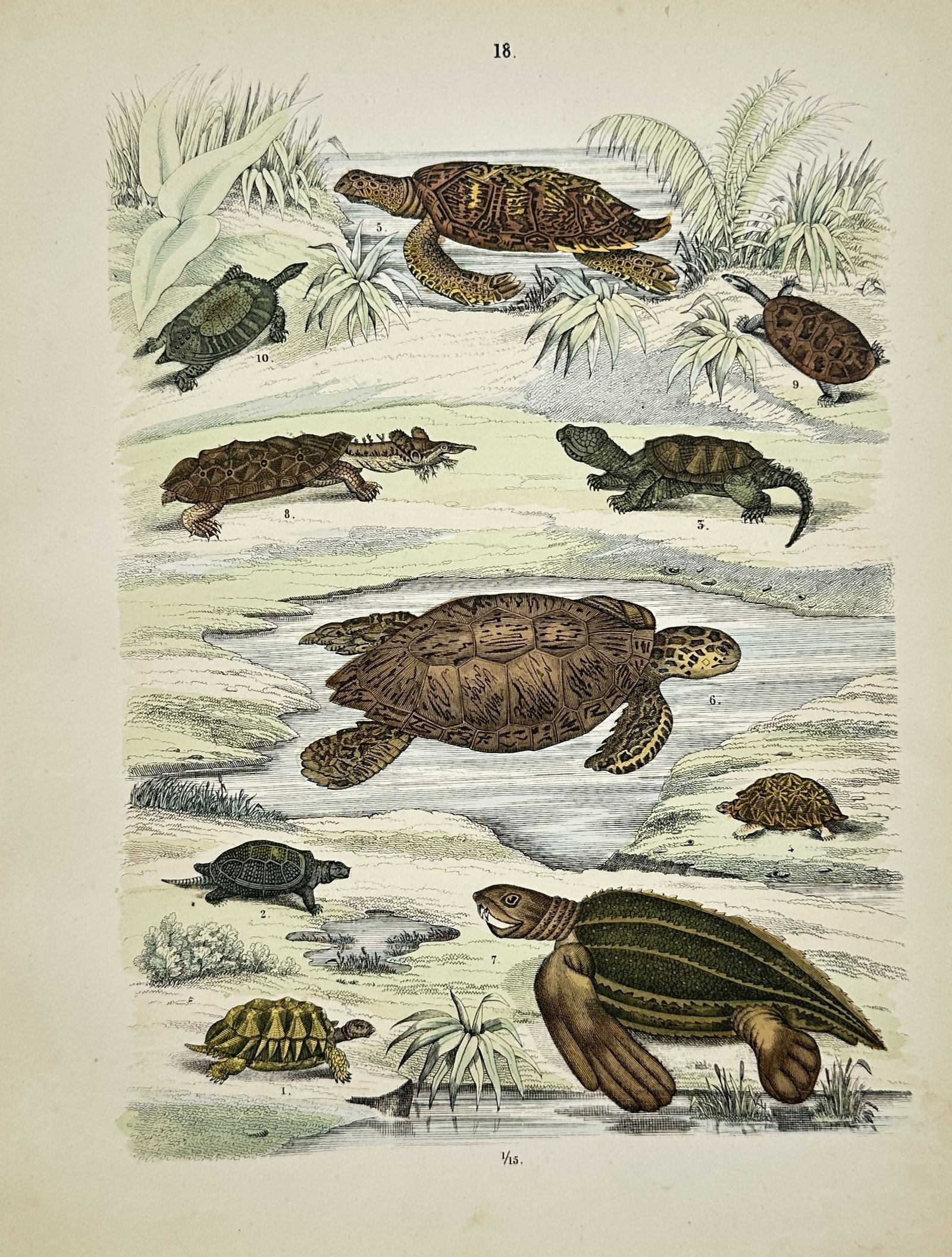 Traugott Bromme – Various Turtles and Tortoises – Engraving (19th Century): "Turtles and Tortoises" This print illustrates a natural history study featuring a variety of sea turtles and land tortoises in a coastal environment. The composition presents different chelonian spec