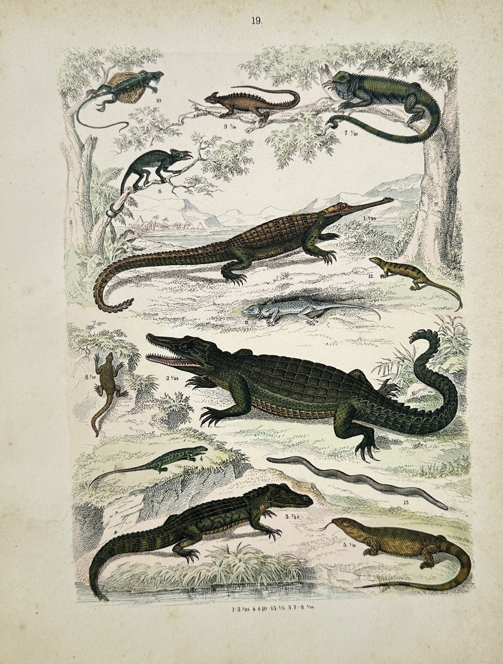 Traugott Bromme – Various Crocodiles and Lizards – Engraving (19th Century): "Crocodiles and Lizards" This print illustrates a natural history study featuring an array of reptiles including crocodiles, iguanas, chameleons, and geckos in a tropical landscape. The composition pr