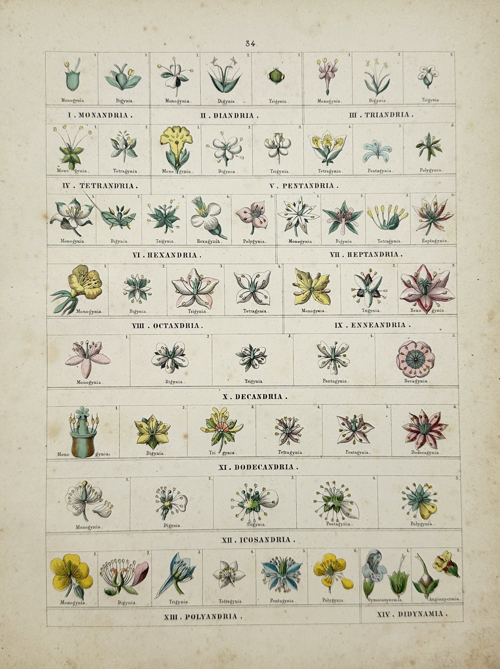 Traugott Bromme – Linnaean Classes of Flowers – Engraving (19th Century) (1 of 2)
