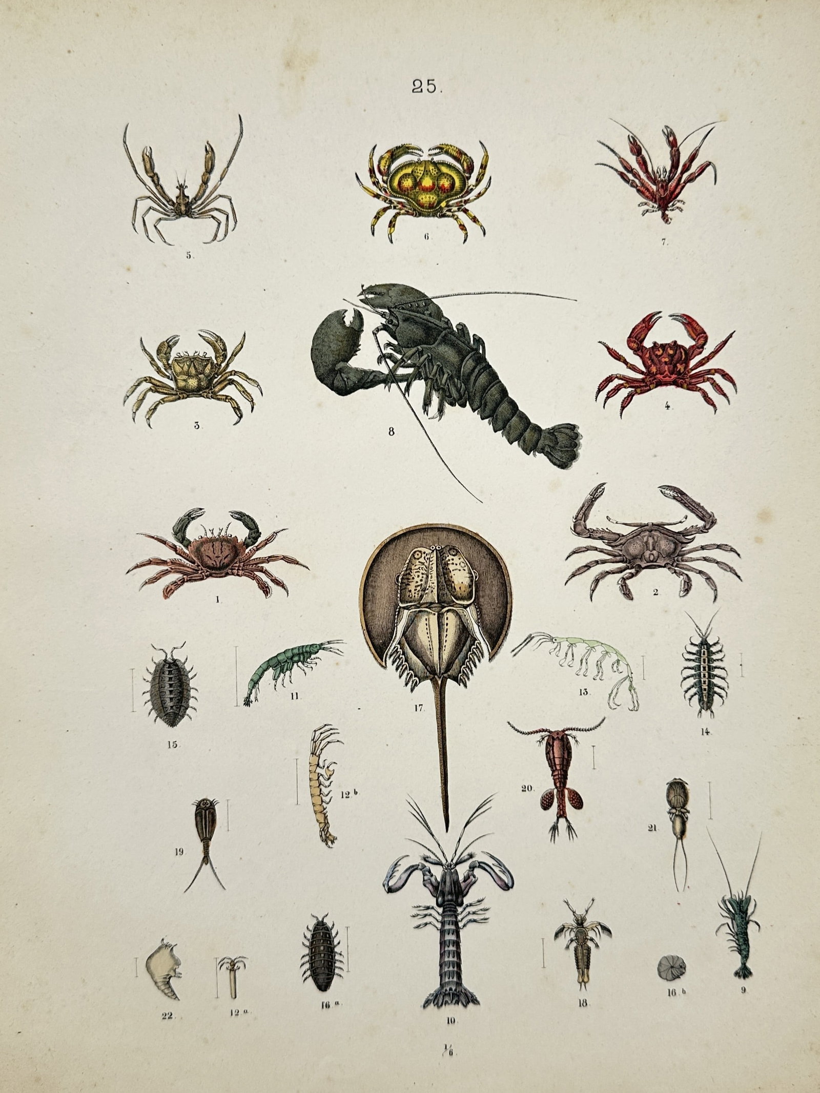 Traugott Bromme – Various Crustaceans and Marine Arthropods – Engraving (19th Century) (1 of 2)