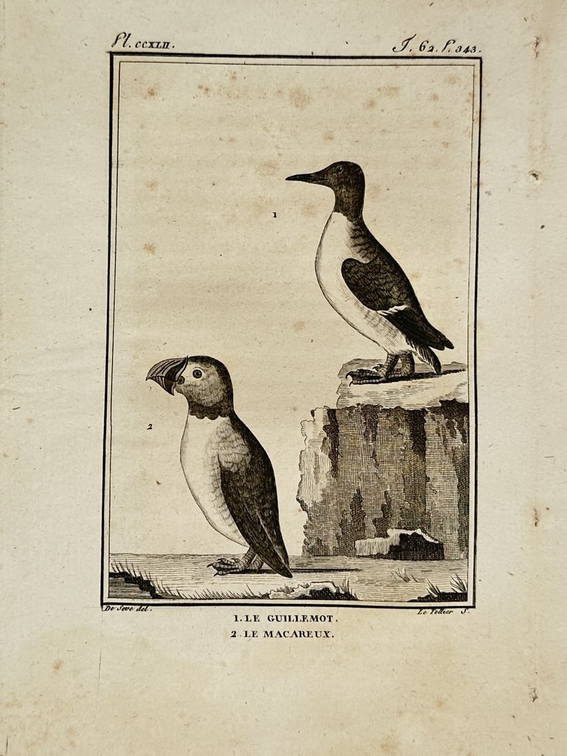 Georges-Louis Leclerc, Comte de Buffon – Natural History of Guillemot and Puffin – Engraving (1 of 2)