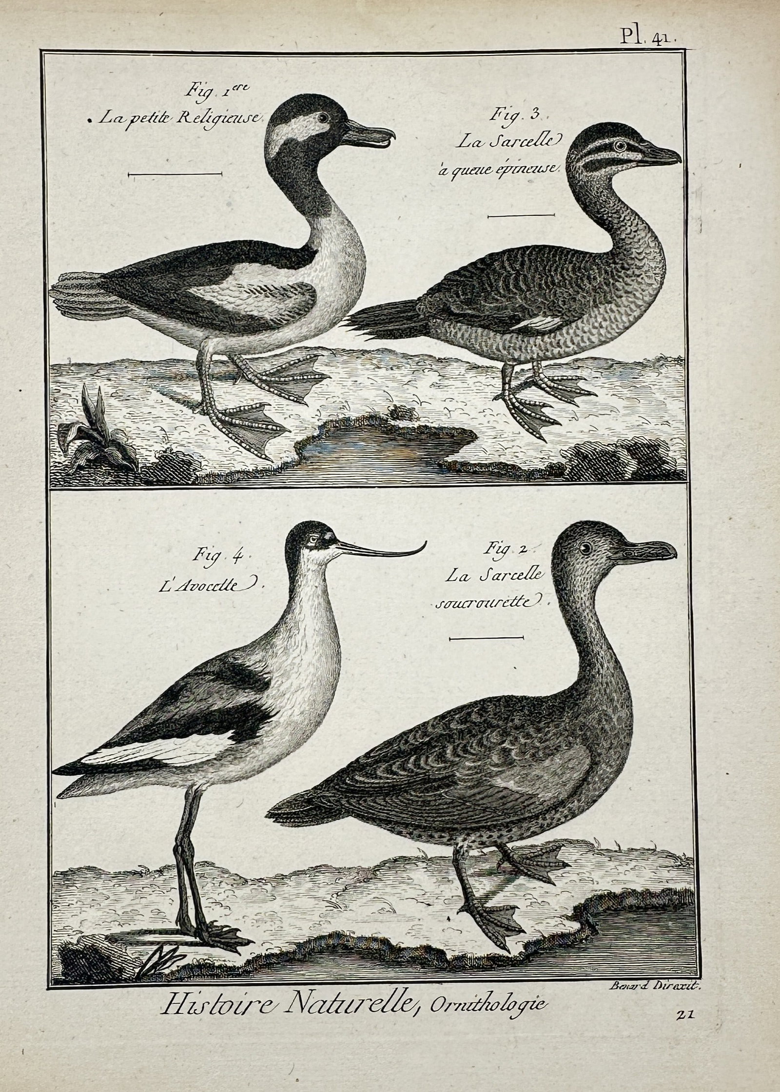 Robert Bénard – Natural History of Waterfowl and Avocet – Engraving (18th Century): "Natural History, Ornithology" This work displays several species of waterfowl and a slender wading bird standing in profile views along a simple grassy shoreline. The composition was engraved for a p