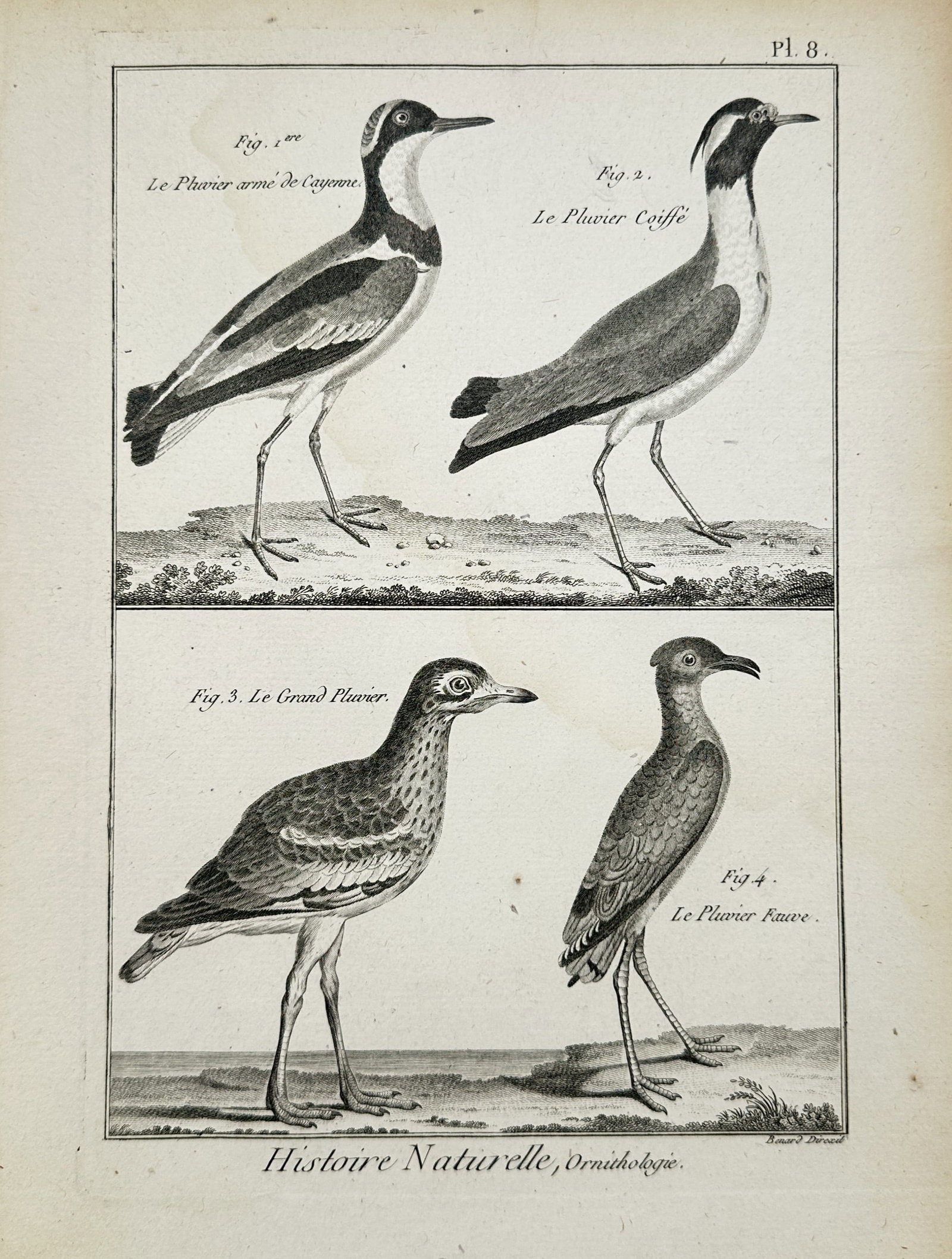 Robert Bénard – Natural History of Plovers – Engraving (18th Century) (1 of 2)