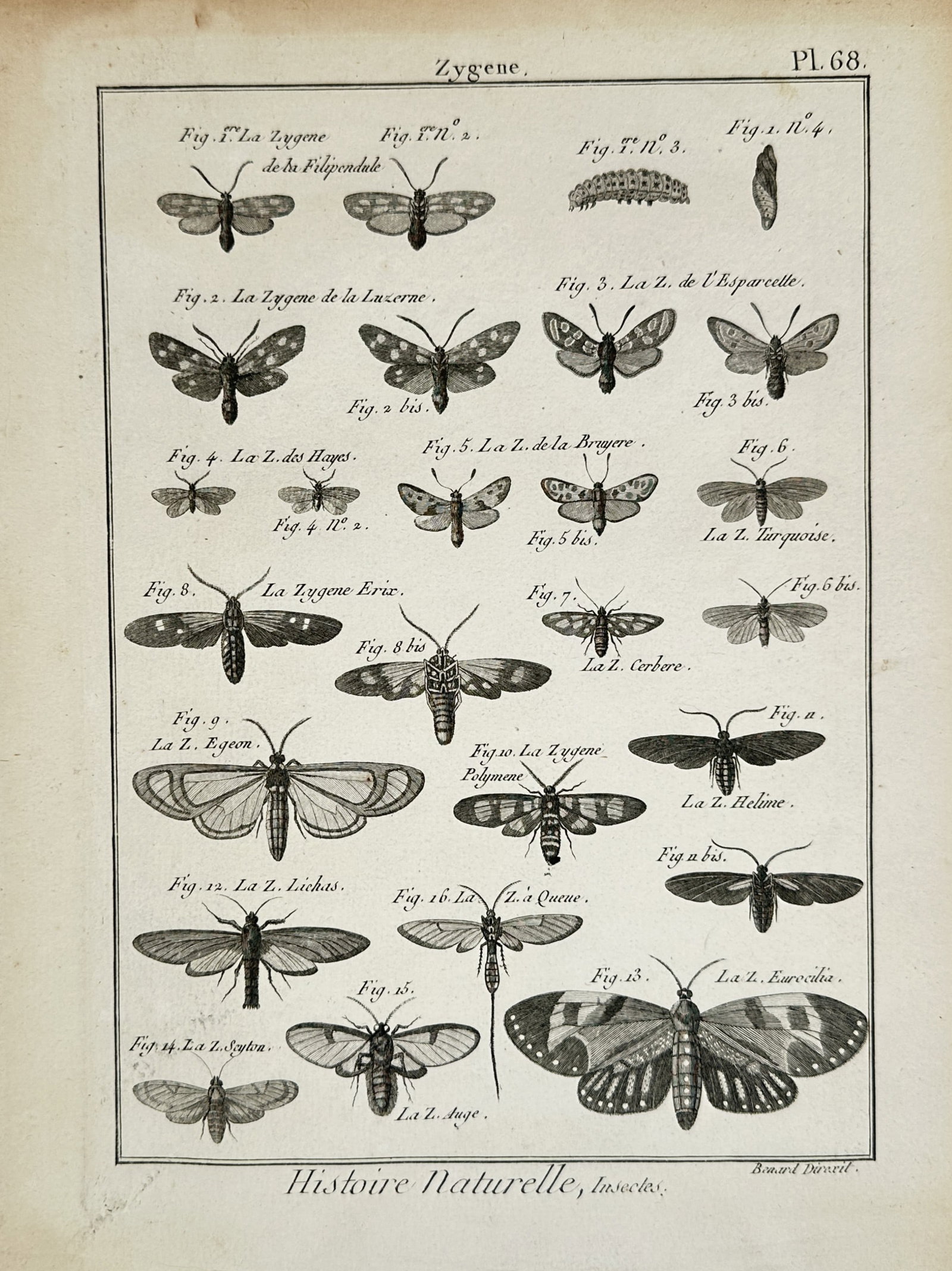 Robert Bénard – Natural History of Zygaena Moths – Engraving (18th Century) (1 of 2)