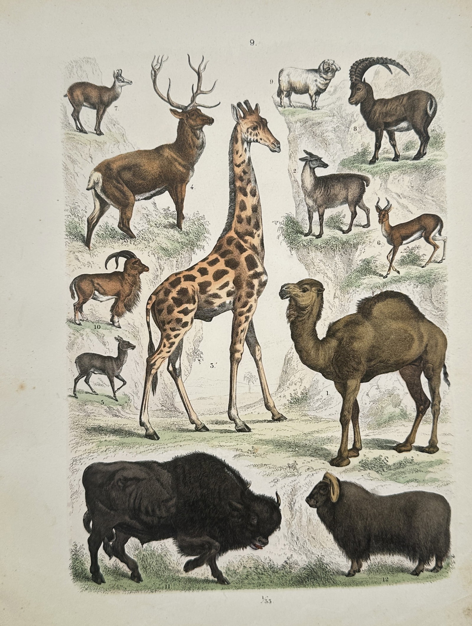 Traugott Bromme – Ungulates, Giraffe, Camel, and Ruminants – Engraving (19th Century) (1 of 2)