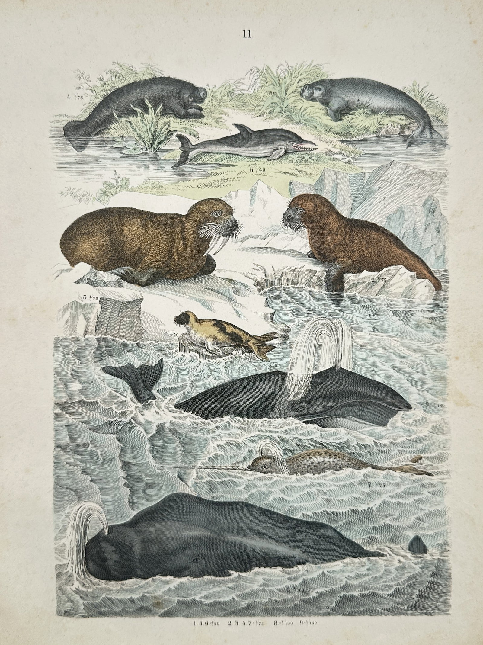 Traugott Bromme – Marine Mammals, Cetaceans, and Pinnipeds – Engraving (19th Century): "Marine Mammals and Cetaceans" presents a zoological natural history study illustrating diverse aquatic species including whales, a narwhal, seals, a walrus, and sirenians depicted across coastal wate