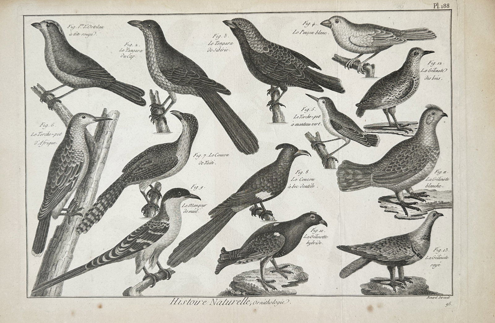 Robert Bénard – Natural History Study of Songbirds, Cuckoos, and Grouse Varieties – Engraving (1 of 2)