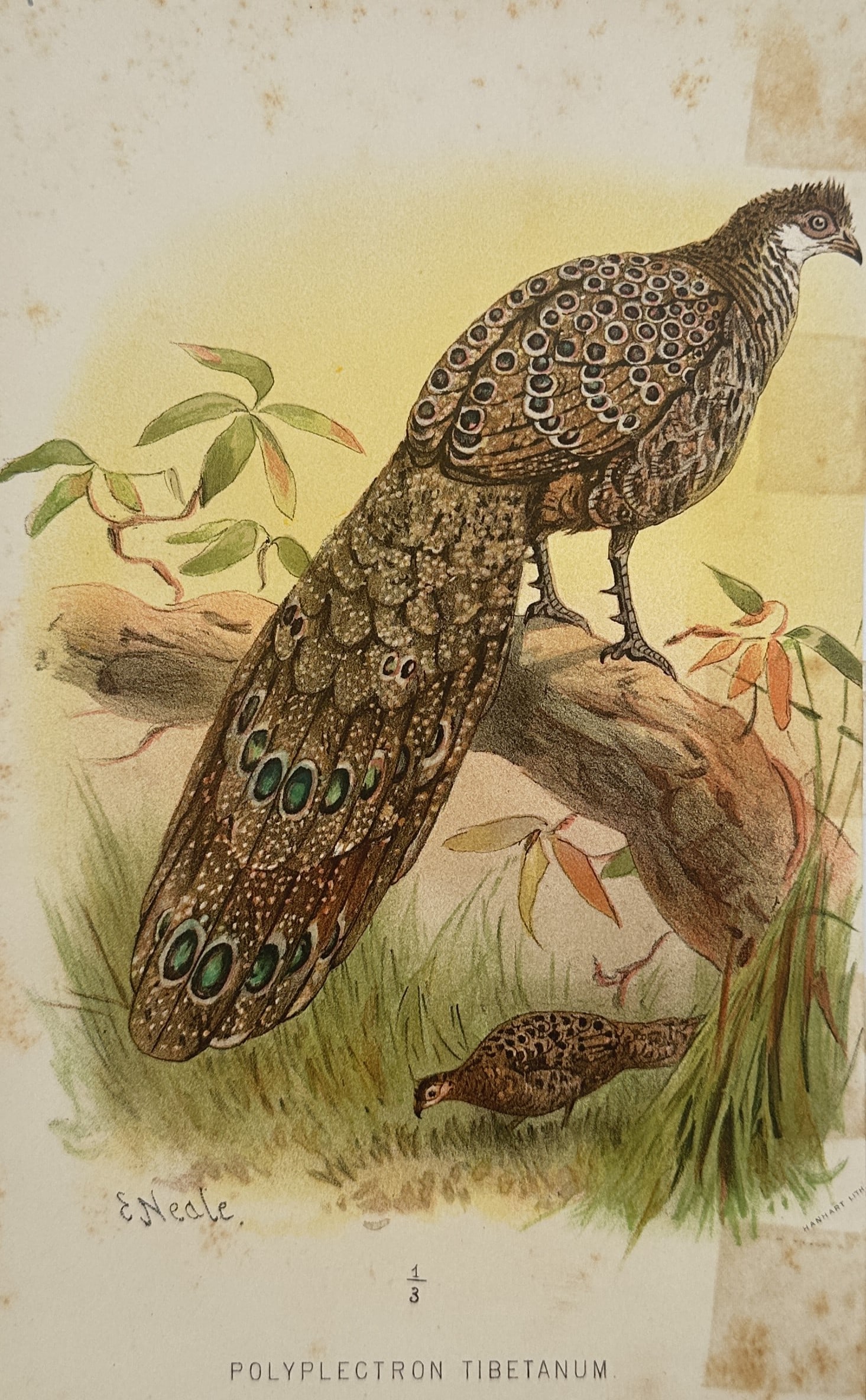 Edward Neale – Grey Peacock-Pheasant – Lithograph (19th Century) (1 of 2)