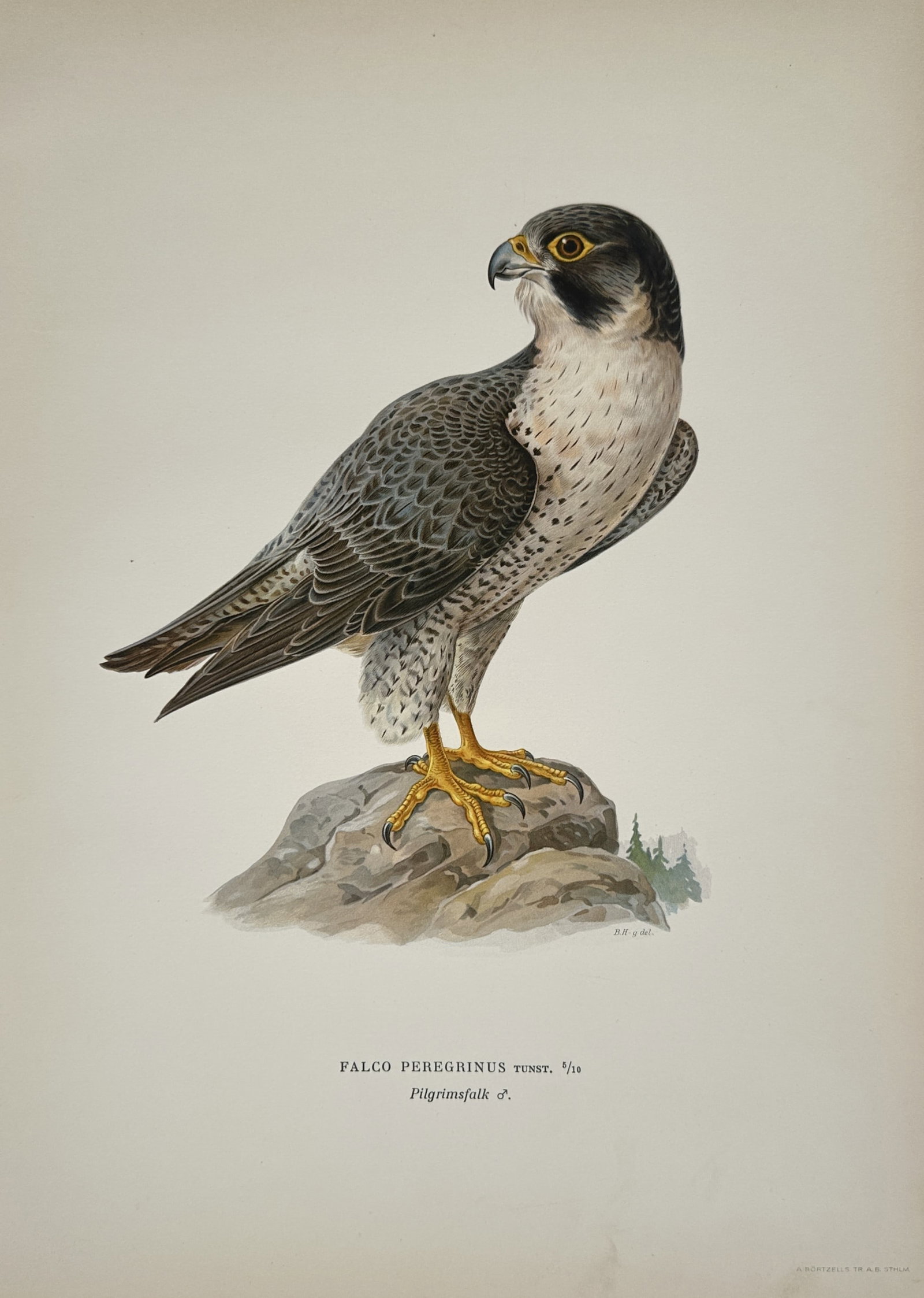 Magnus von Wright – Peregrine Falcon – Lithograph (1920s) (1 of 2)