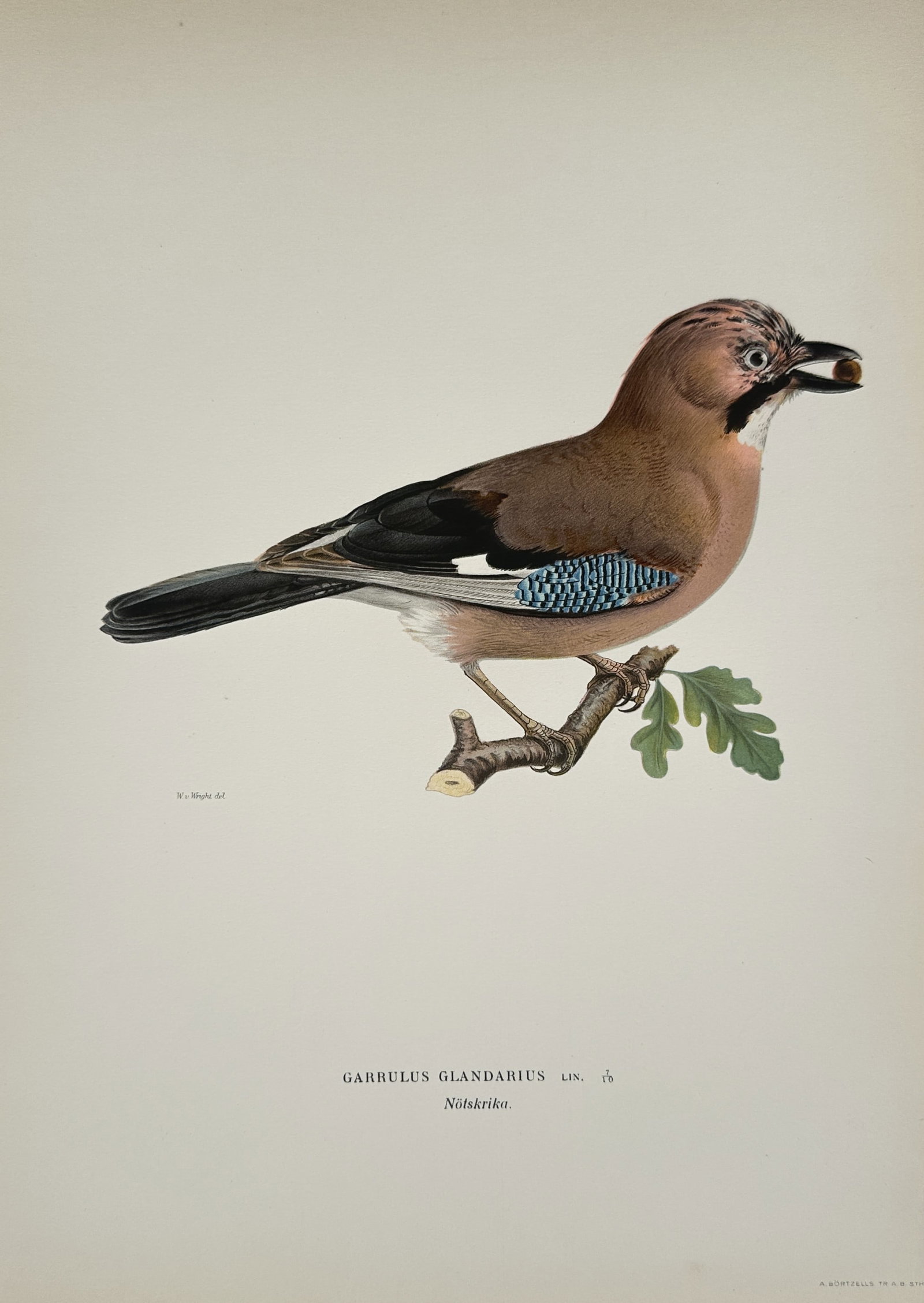 Wilhelm von Wright – Eurasian Jay – Lithograph (1920s): "Eurasian Jay" presents an ornithological natural history study illustrating the vibrant plumage patterns, facial markings, and characteristic posture of the jay perched on an oak branch holding an ac