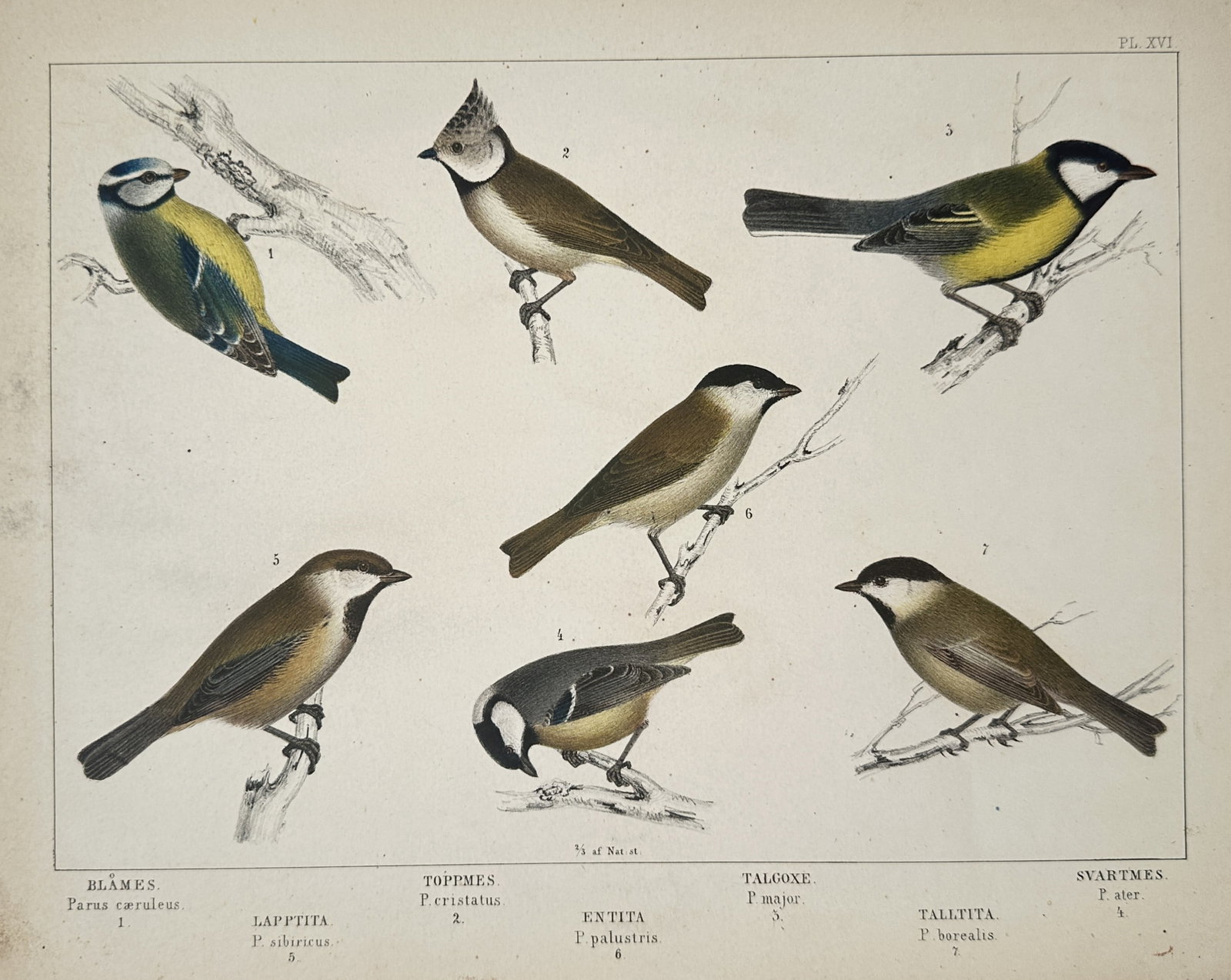 Peter Åkerlund – Tit Species and Chickadees – Lithograph (19th Century) (1 of 2)