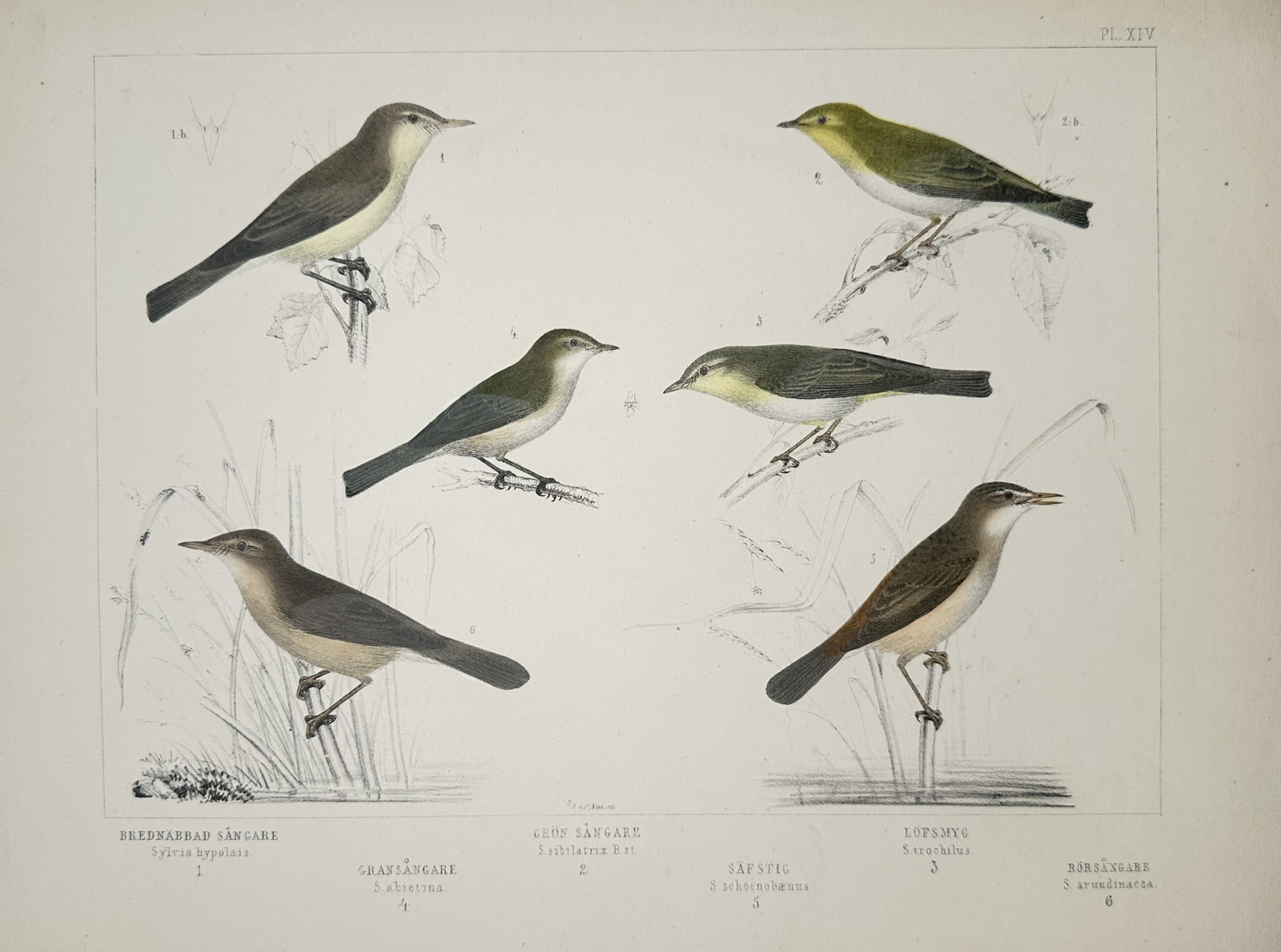 Peter Åkerlund – Warbler Species and Reed Warblers – Lithograph (19th Century): "Icterine Warbler, Wood Warbler, Willow Warbler, and Reed Warbler" presents an ornithological natural history study illustrating various small European warbler species perched among delicate reeds and