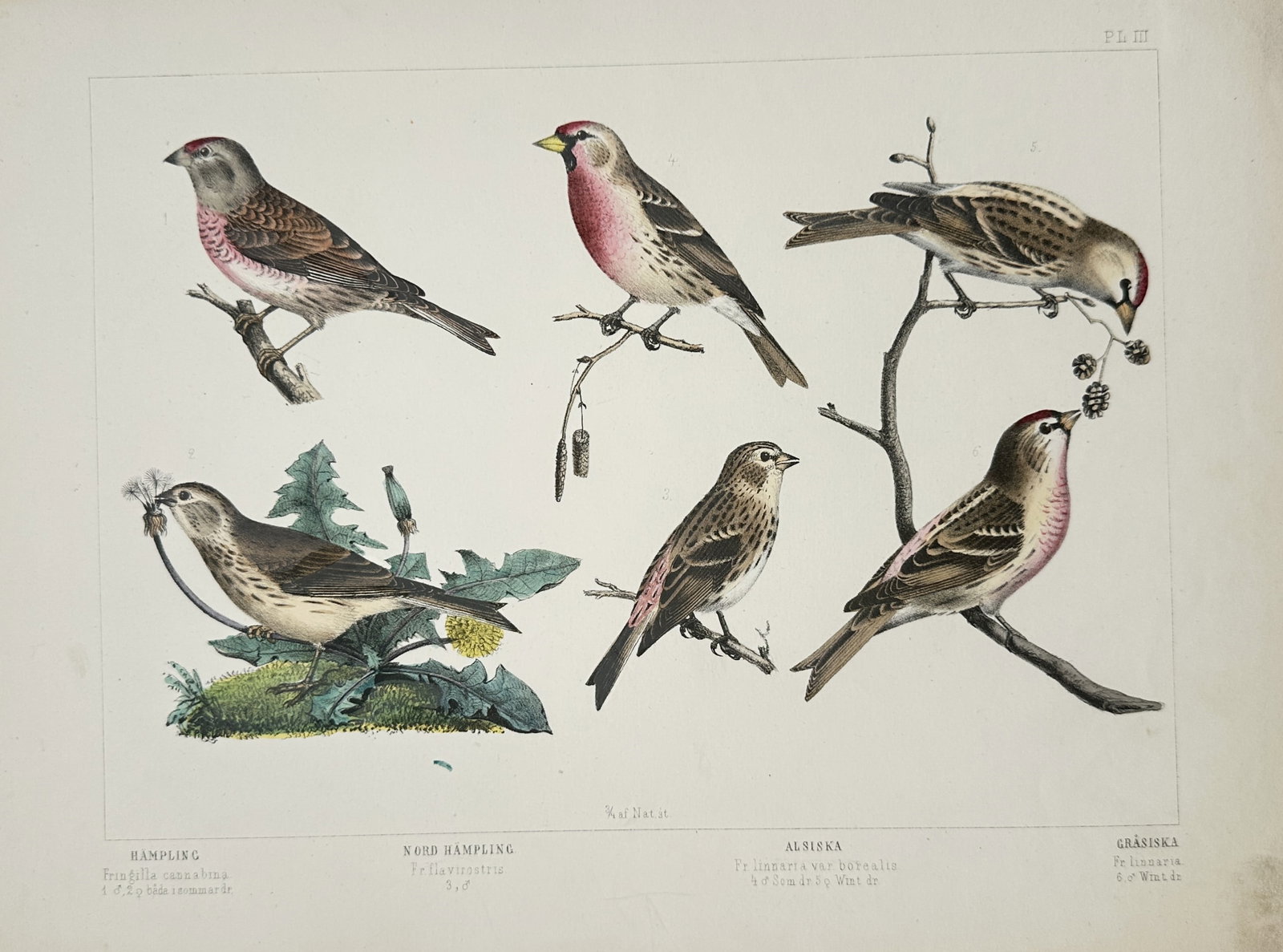 Peter Åkerlund – Linnet, Twite, and Redpoll Species – Lithograph (19th Century) (1 of 1)