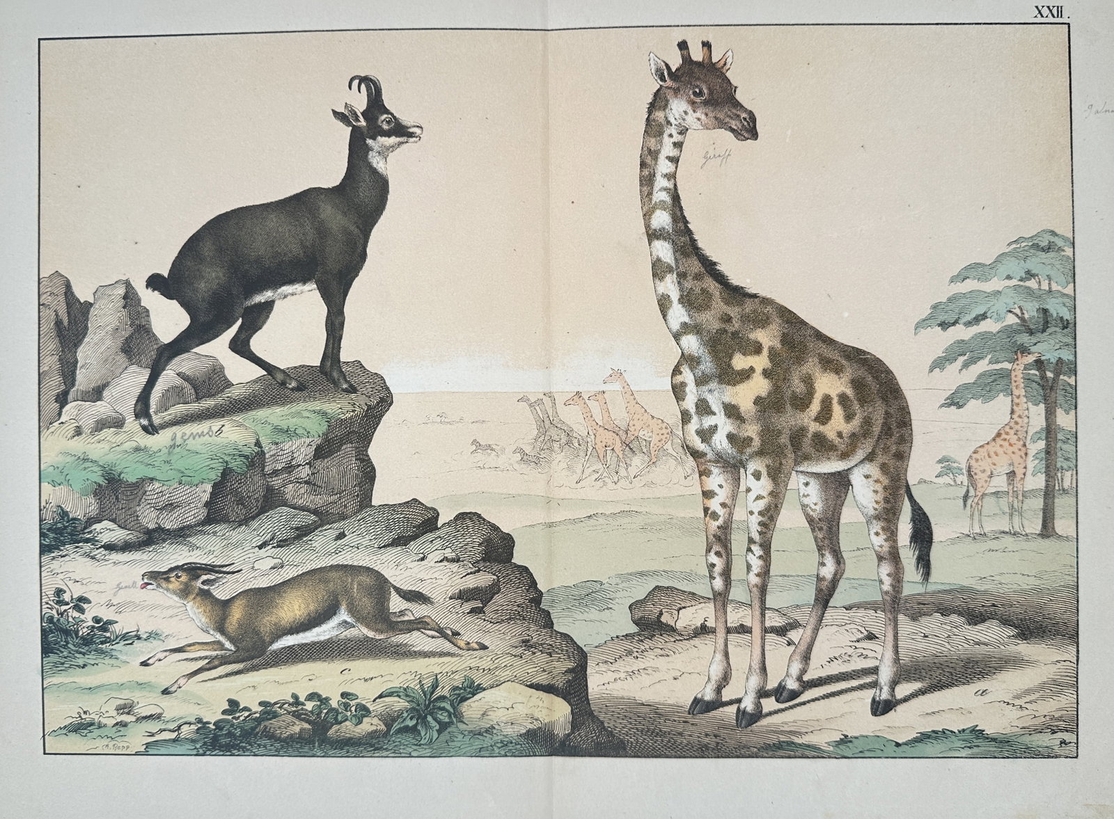 Gotthilf Heinrich von Schubert – Giraffe, Chamois, and Antelope – Lithograph (19th Century) (1 of 2)