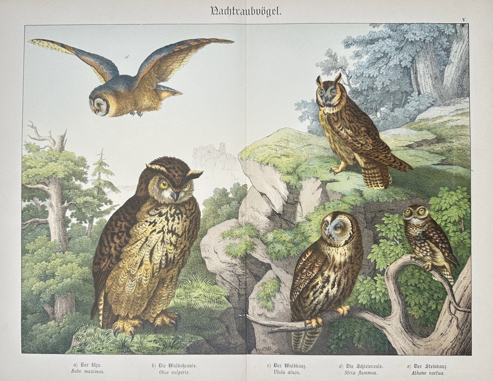 Gotthilf Heinrich von Schubert – Nocturnal Birds of Prey and Owls – Lithograph (19th Century) (1 of 2)