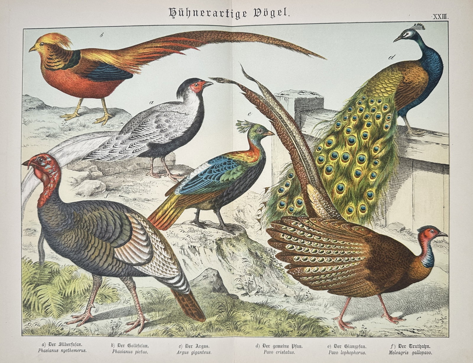 Gotthilf Heinrich von Schubert – Gallinaceous Birds, Peafowl, and Pheasant Varieties – (1 of 2)
