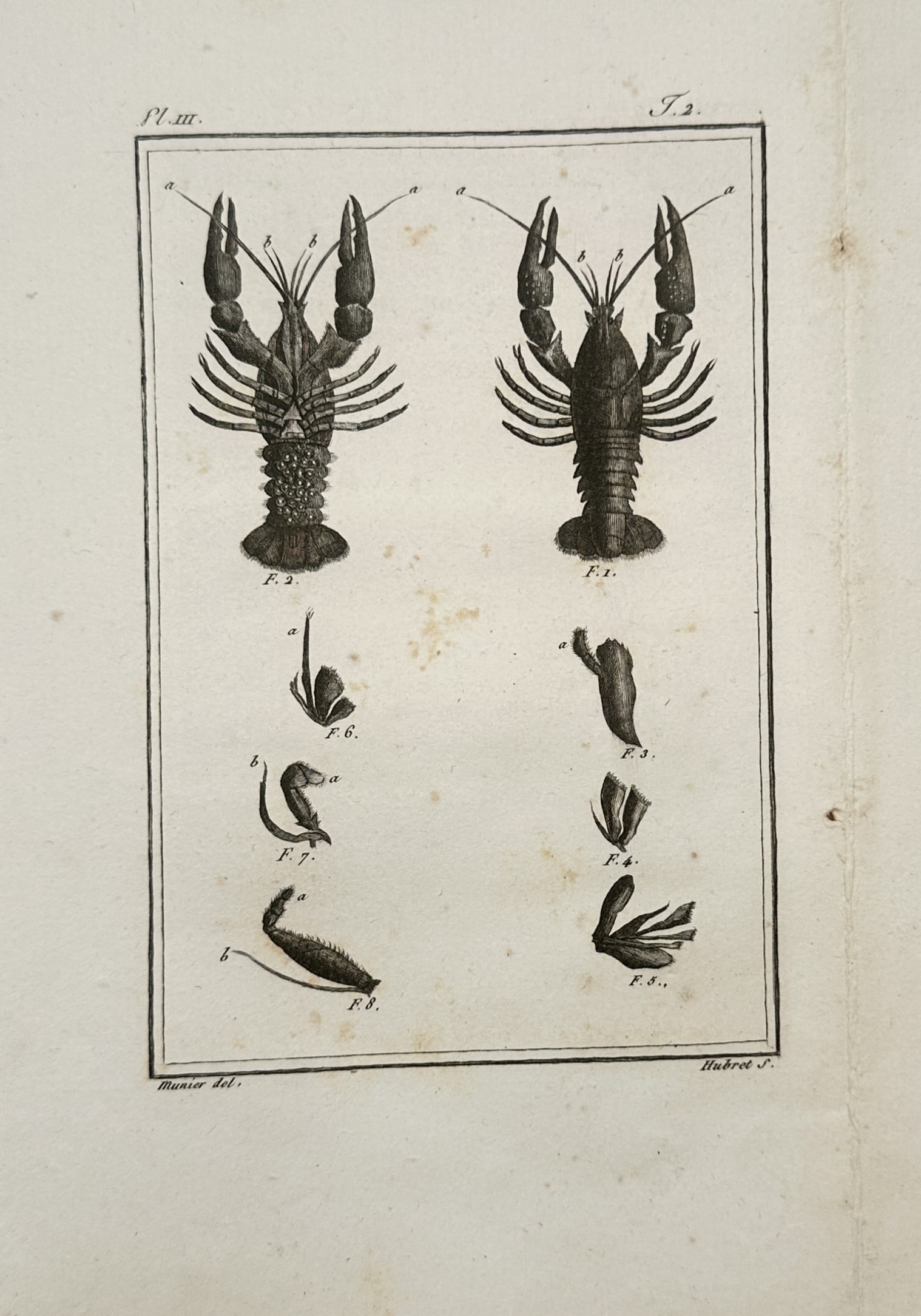 Georges-Louis Leclerc de Buffon – Anatomical Study of Crayfish and Crustacean Dissections (1 of 2)
