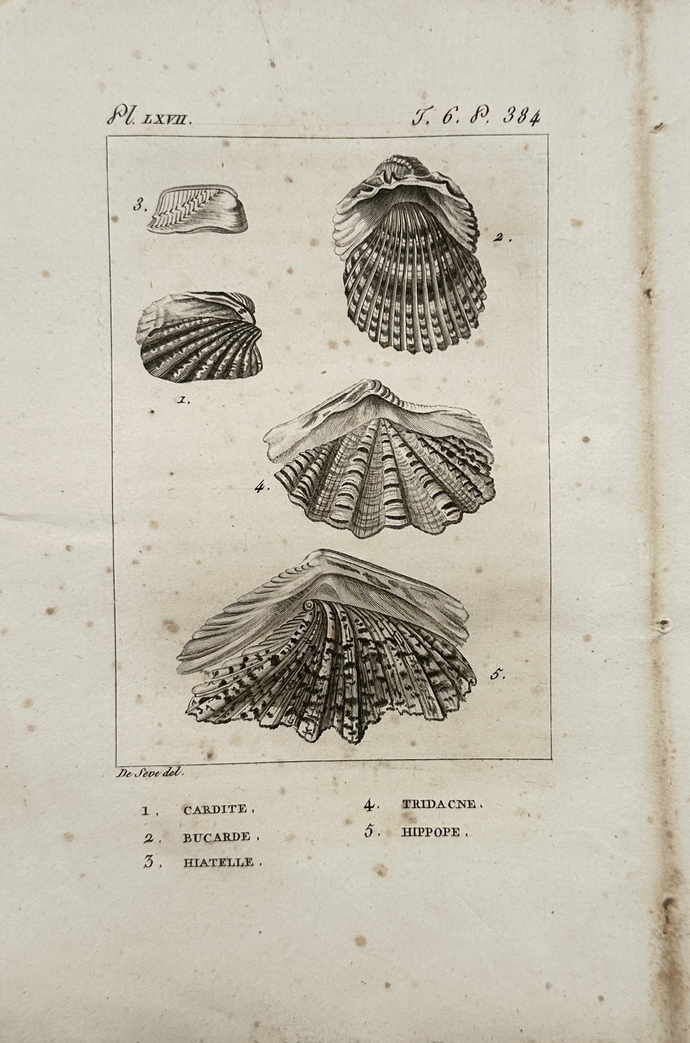 Georges-Louis Leclerc de Buffon – Conchological Study of Bivalves, Cockles – Engraving: "Cardita, Cockle, Hiatella, Tridacna, and Hippopus" presents a conchological natural history study illustrating the shell morphology, ribbed valves, and radial textures of diverse marine bivalves and 