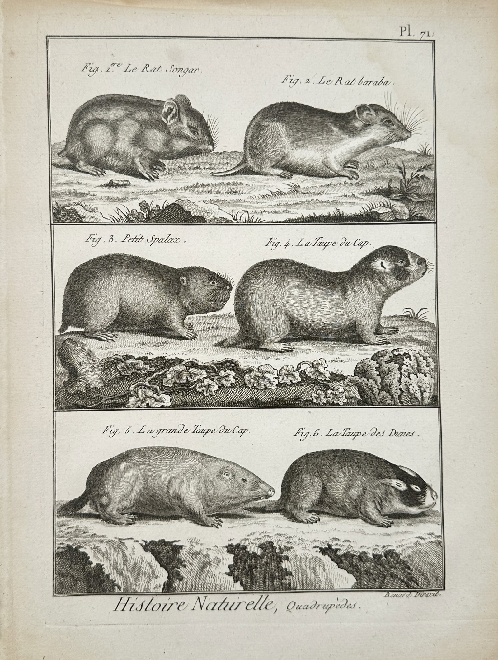 Robert Bénard – Natural History Study of Hamsters, Mole-Rats, and Burrowing Rodents – Engraving (1 of 2)