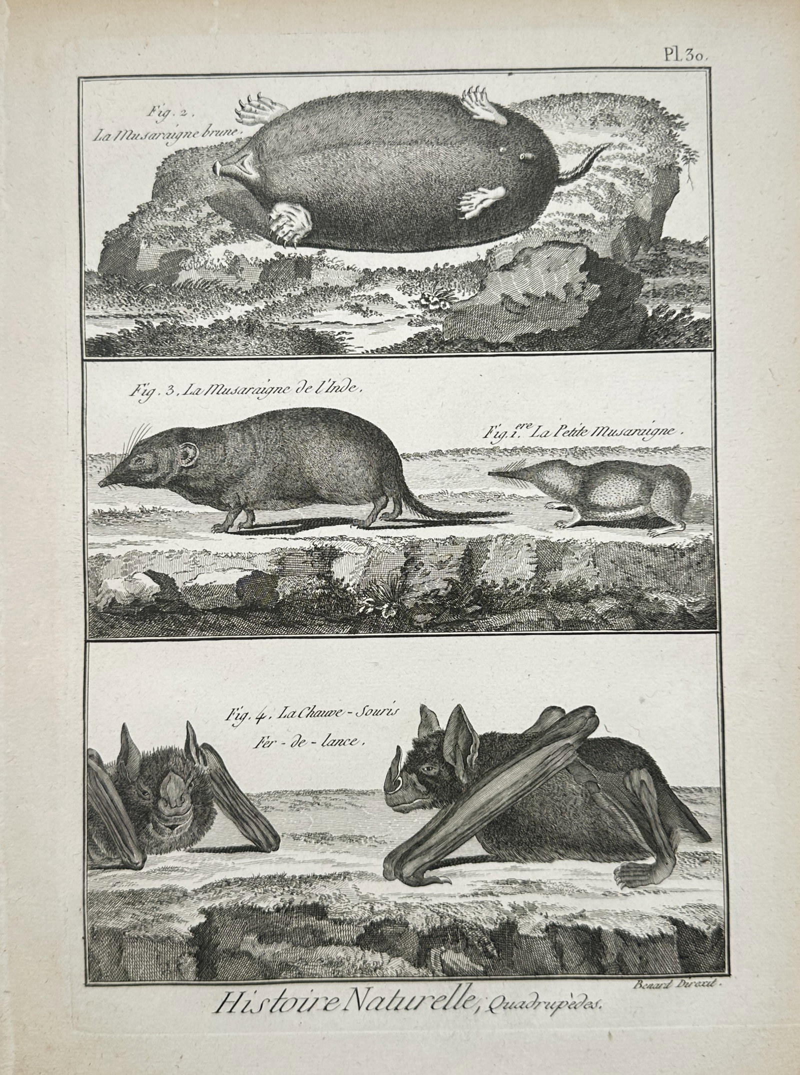 Robert Bénard – Natural History Study of Shrews and Spear-Nosed Bats – Engraving (18th Century) (1 of 2)
