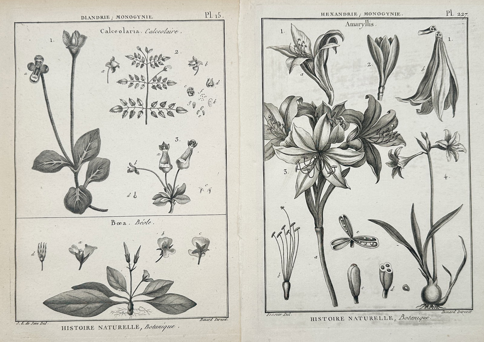 Robert Bénard – Set of 2: Botanical Studies of Slipperwort, Boea, and Amaryllis Flowers –: "Natural History, Botany" presents a set of eighteenth-century botanical studies illustrating scientific classifications and morphological dissections of flowering plants including slipperwort, boea, 