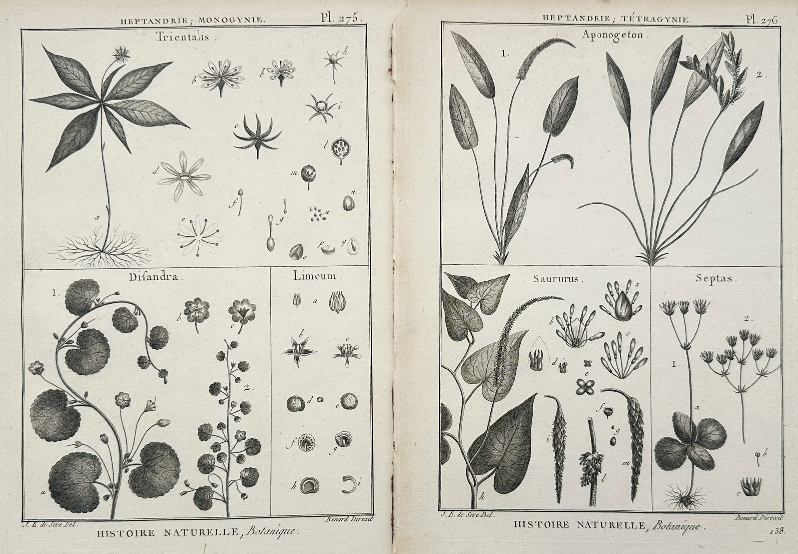 Robert Bénard – Set of 2: Botanical Studies of Trientalis, Disandra, Aponogeton – Engravings: "Natural History, Botany" presents a set of eighteenth-century botanical studies illustrating scientific classifications and morphological dissections of flowering plants including trientalis, disandr