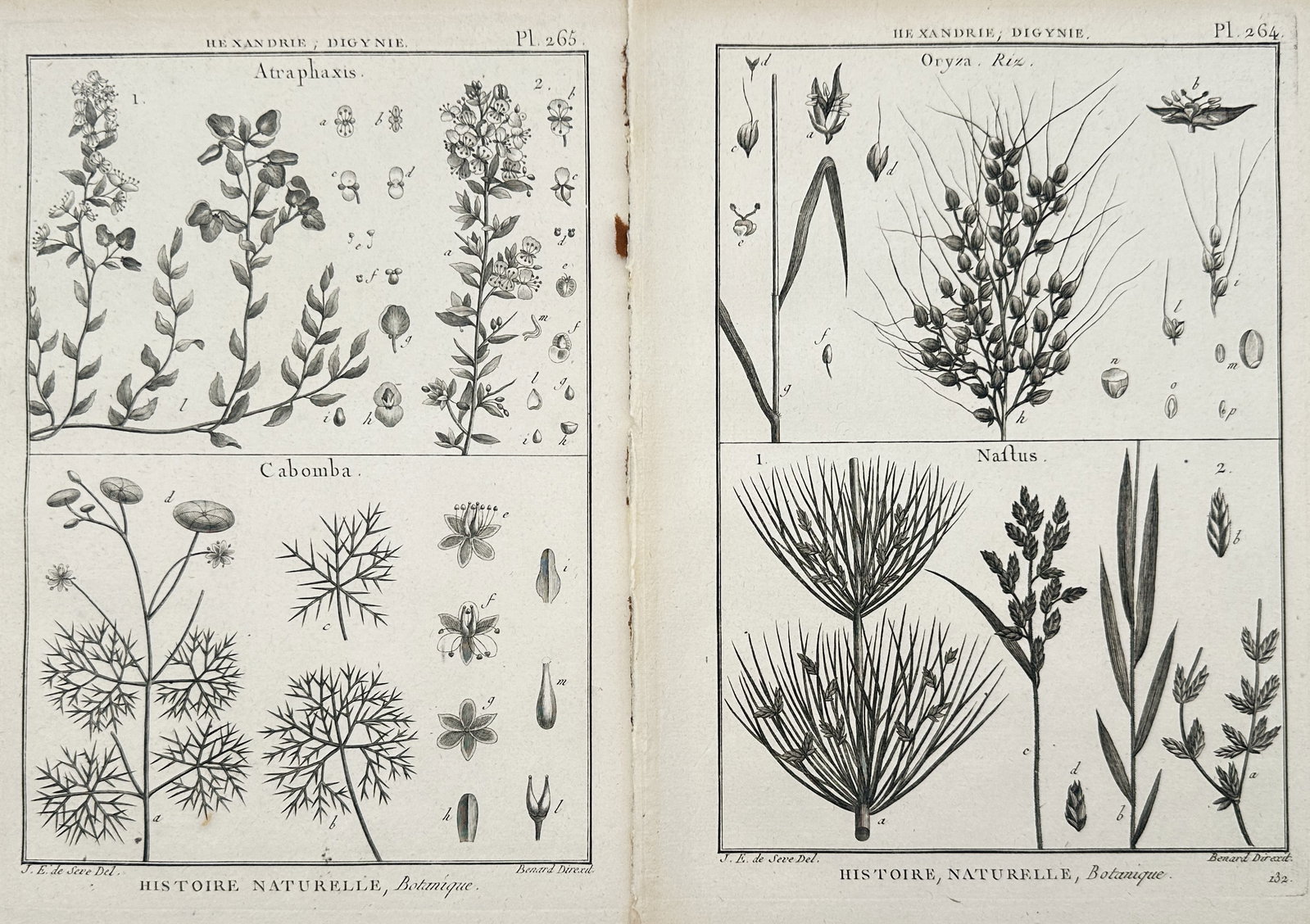 Robert Bénard – Set of 2: Botanical Studies of Atraphaxis, Cabomba, Rice – Engravings: "Natural History, Botany" presents a set of eighteenth-century botanical studies illustrating scientific classifications and morphological dissections of flowering and cereal plants including atraphax