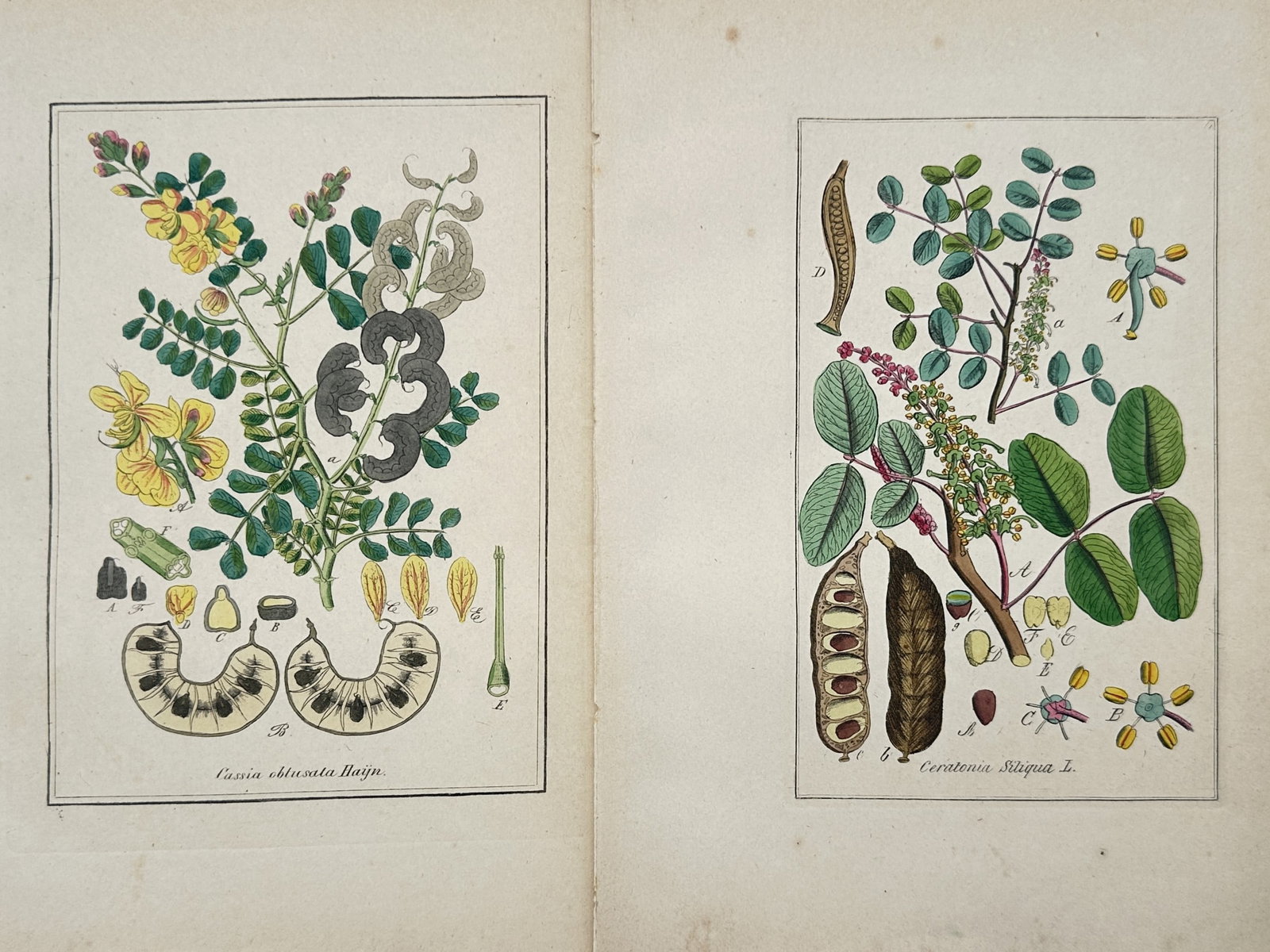 Max Schulze – Set of 2: Botanical Studies of Cassia and Carob Tree Legumes – Lithographs: "Cassia and Carob Tree" presents a set of nineteenth-century botanical studies illustrating scientific classifications and morphological dissections of leguminous plants including wild senna and the c