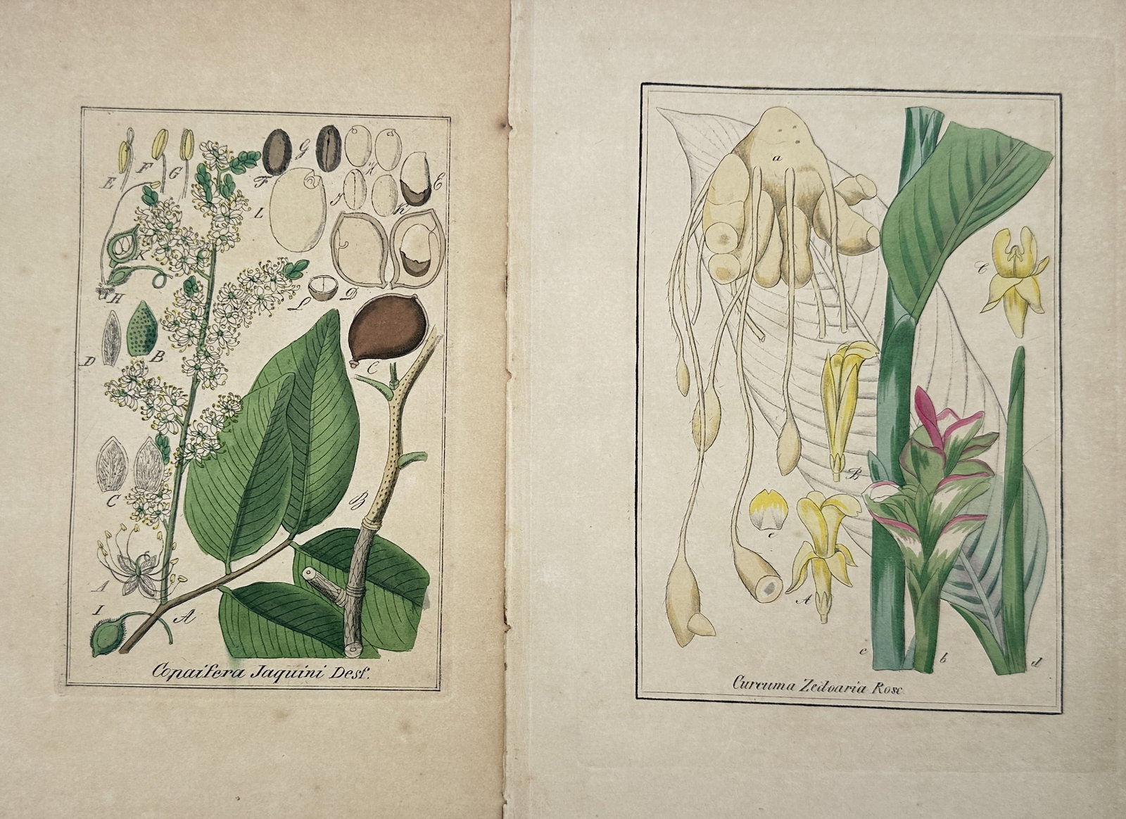Max Schulze – Set of 2: Botanical Studies of Copaifera Balsam Tree, White Turmeric – Lithographs: "Copaifera and White Turmeric" presents a set of nineteenth-century botanical studies illustrating scientific classifications and morphological dissections of medicinal plants including the balsam cop