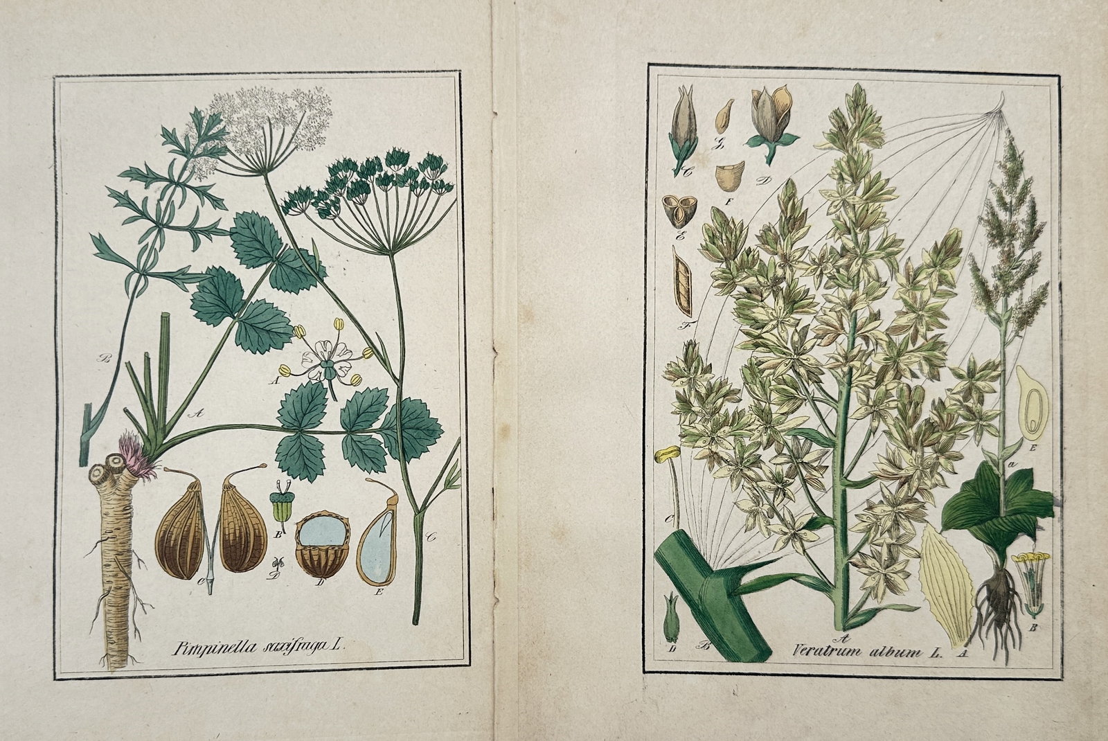Max Schulze – Set of 2: Botanical Studies of Burnet Saxifrage and White Hellebore – Lithographs: "Burnet Saxifrage and White Hellebore" presents a set of nineteenth-century botanical studies illustrating scientific classifications and morphological dissections of herbaceous medicinal plants inclu