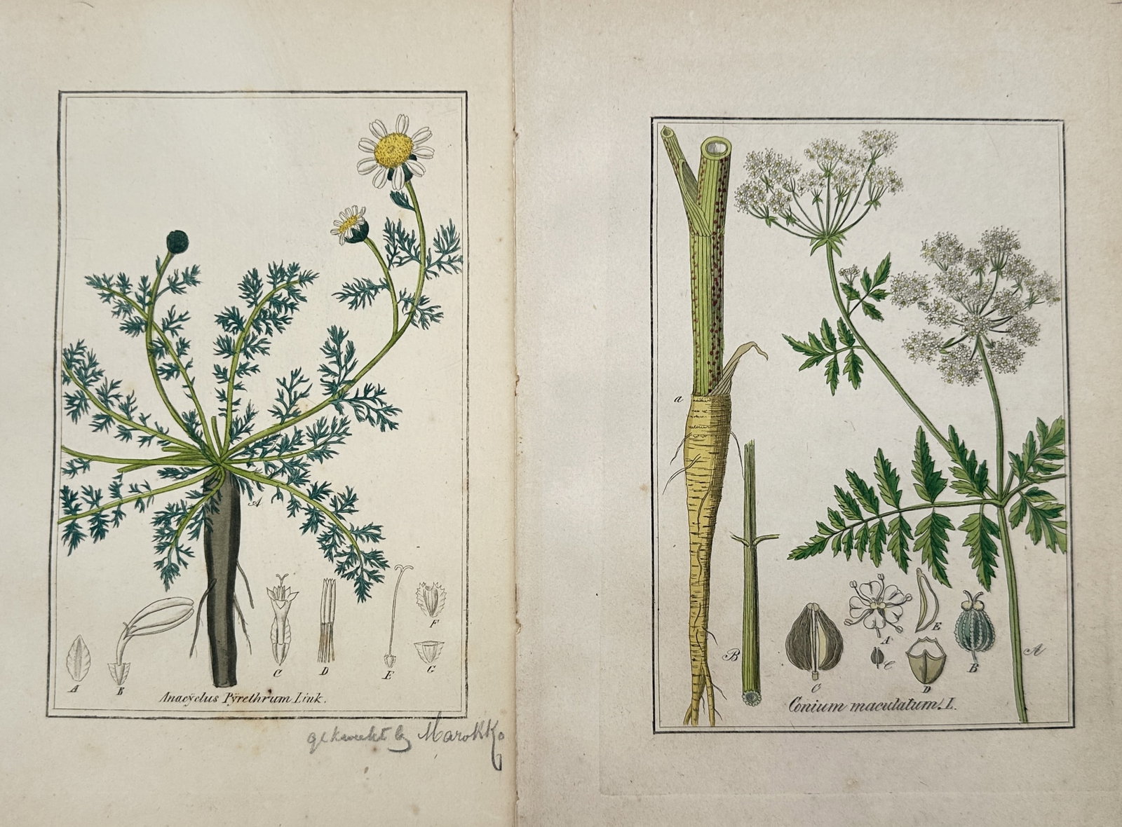 Max Schulze – Set of 2: Botanical Studies of Pellitory and Poison Hemlock – Lithographs (1 of 2)