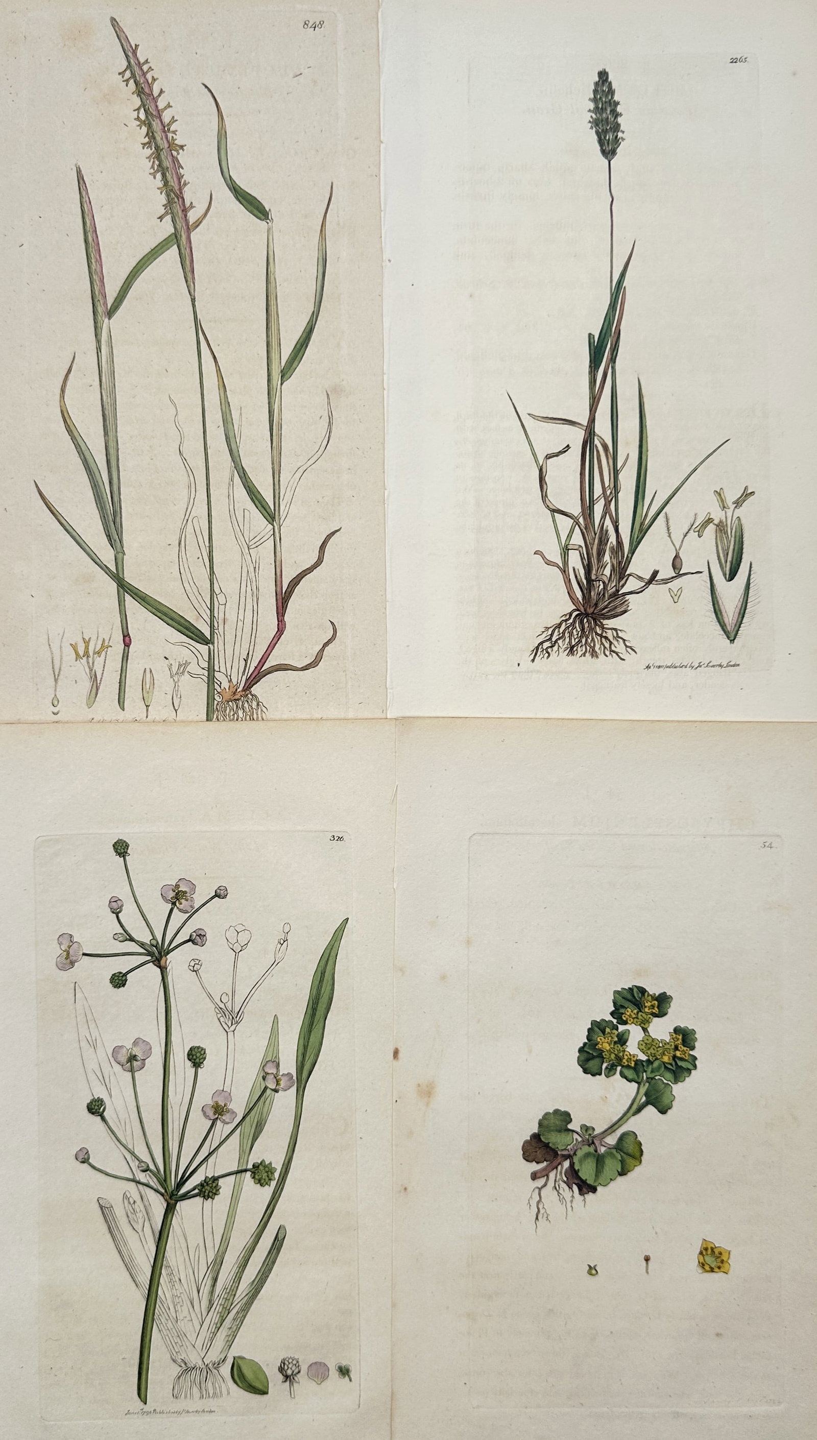 James Sowerby – Set of 4: Botanical Studies of Wild Grasses, Water-Plantain – Engravings (1 of 2)