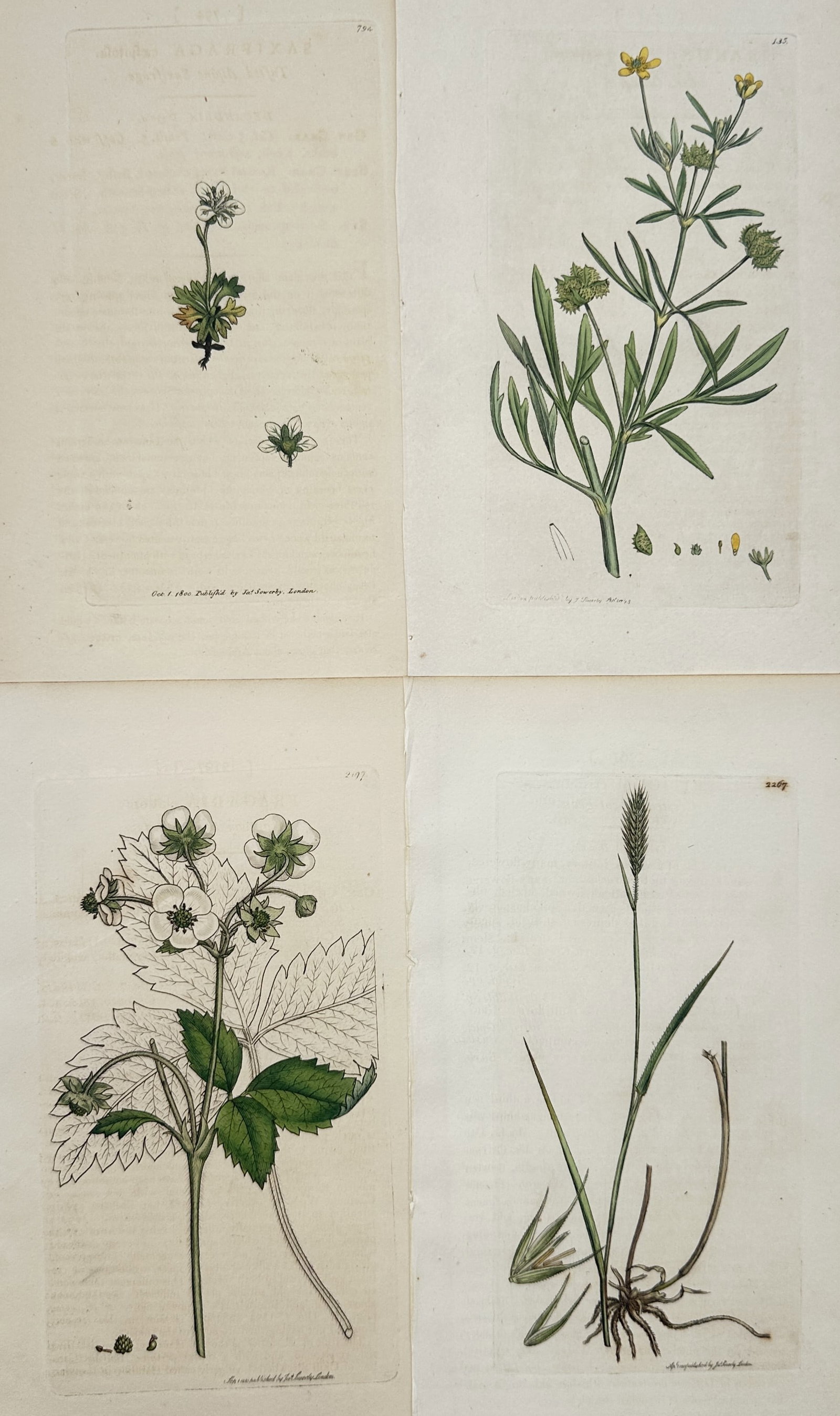 James Sowerby – Set of 4: Botanical Studies of Saxifrage, Corn Buttercup – Engravings (1 of 2)