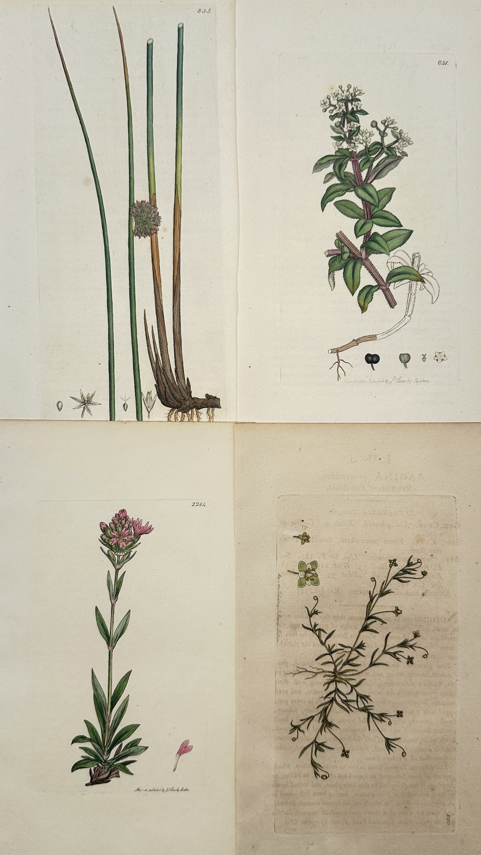 James Sowerby – Set of 4: Botanical Studies of Rush, St. John's Wort, Catchfly – Engravings: "English Botany" presents a set of botanical studies illustrating native British flora including flowering rushes, marsh St. John's wort, red catchfly, and procumbent pearlwort with delicate hand-colo