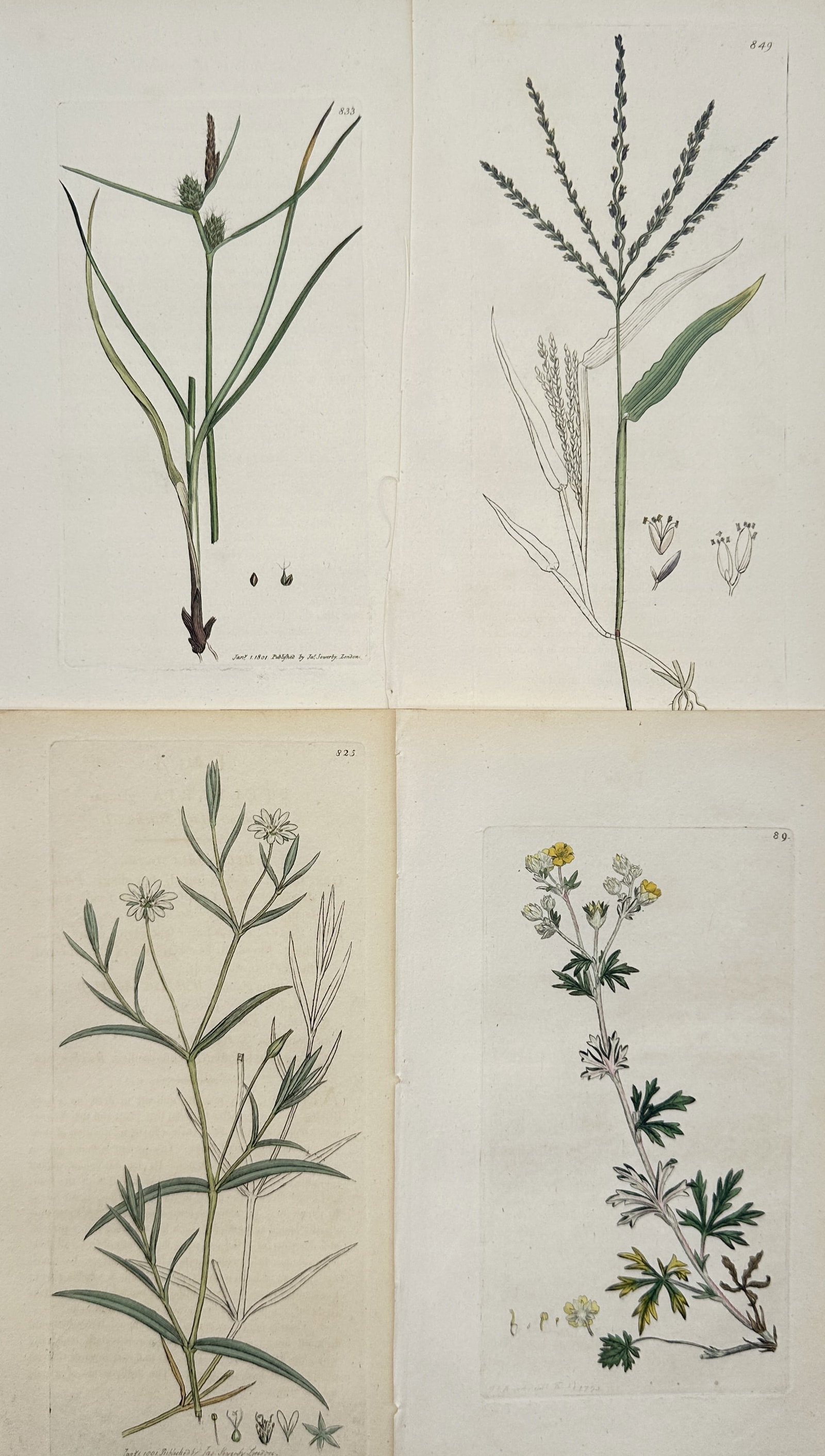James Sowerby – Set of 4: Botanical Studies of Sedge, Finger-Grass – Engravings (1 of 2)